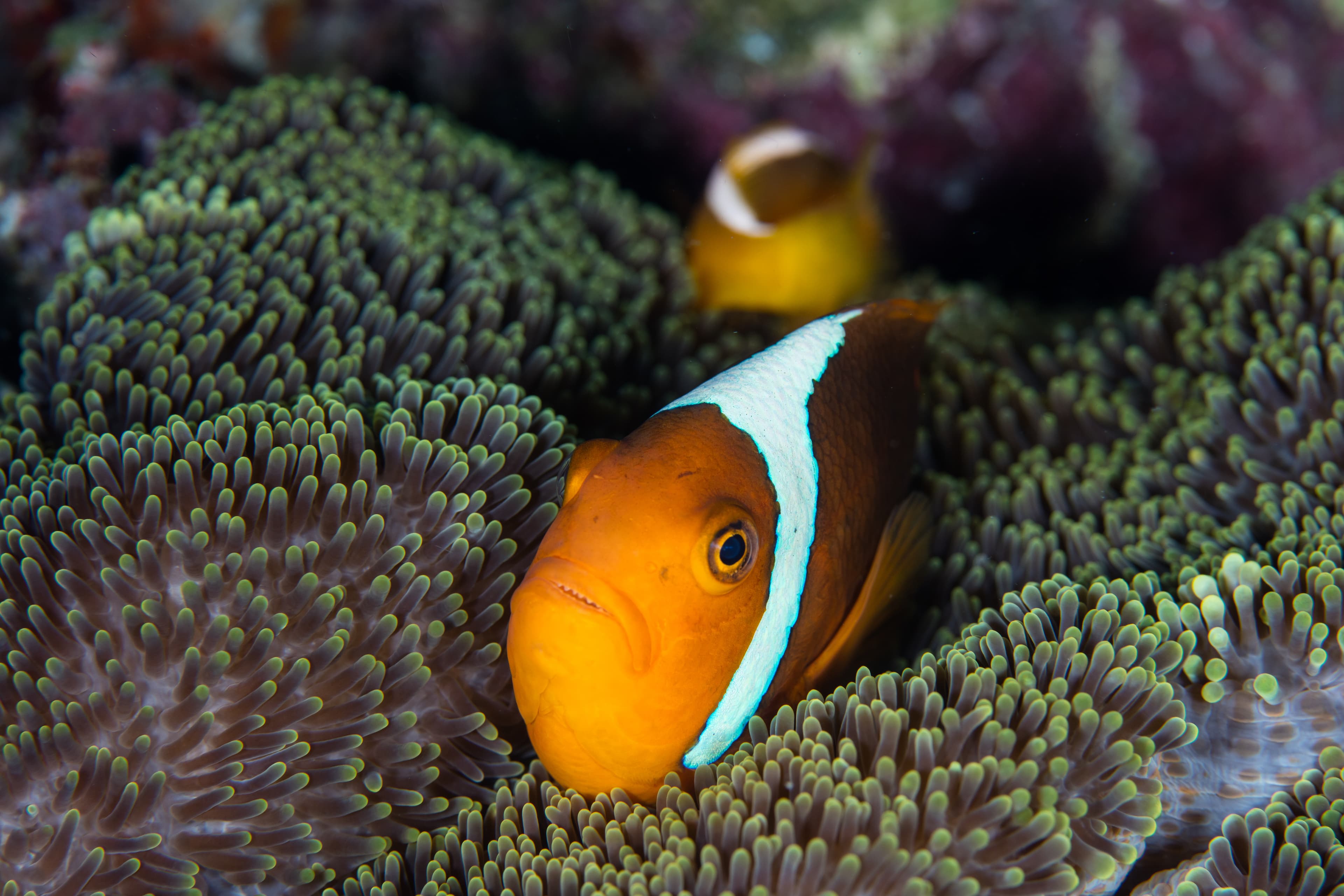 Whitebonnet Anemonefish (Amphiprion leucokranos)