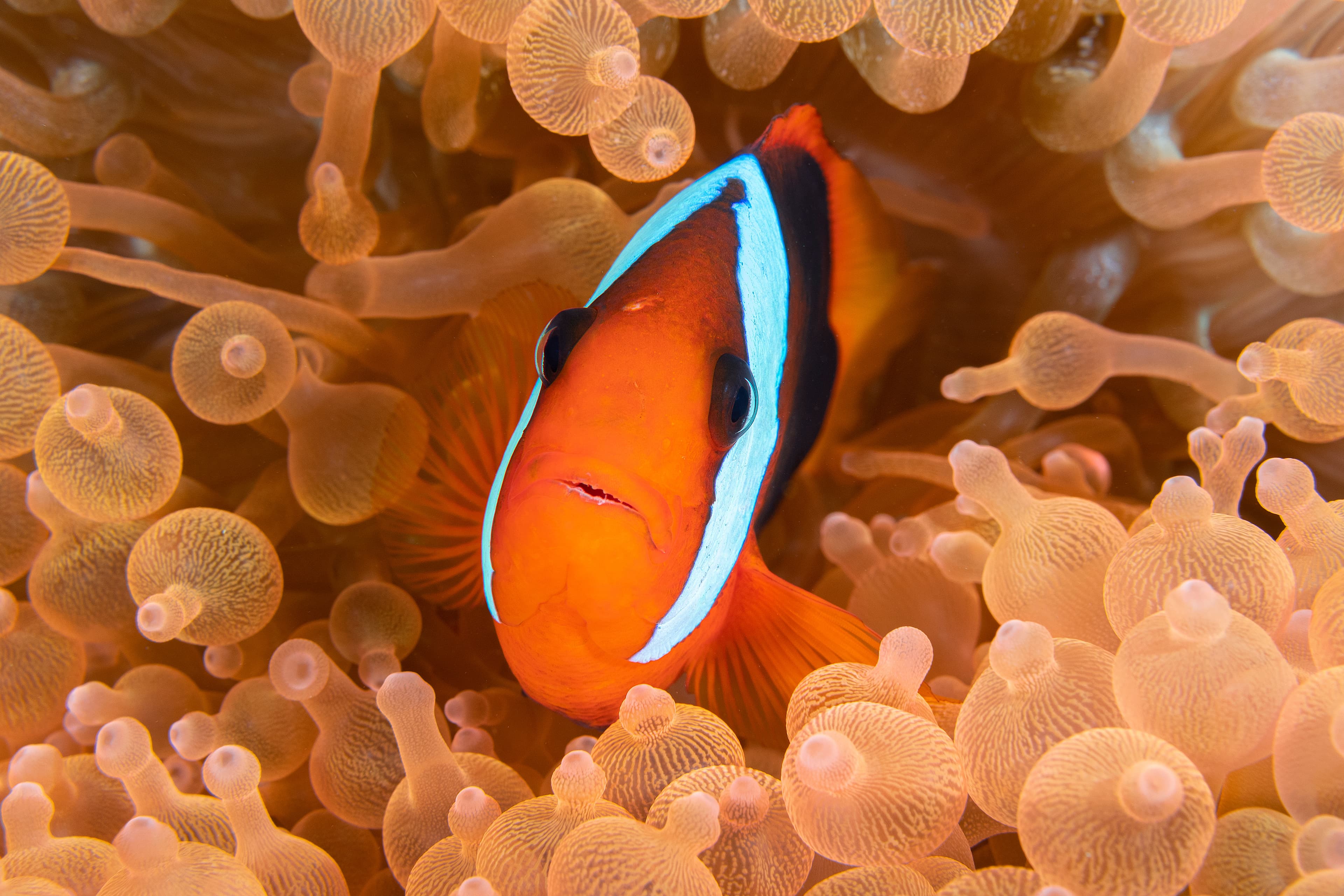 Cinnamon Clownfish (Amphiprion melanopus) in Bubble Tip Anemone (Entacmaea quadricolor), Indonesia, West Papua, Raja Ampat