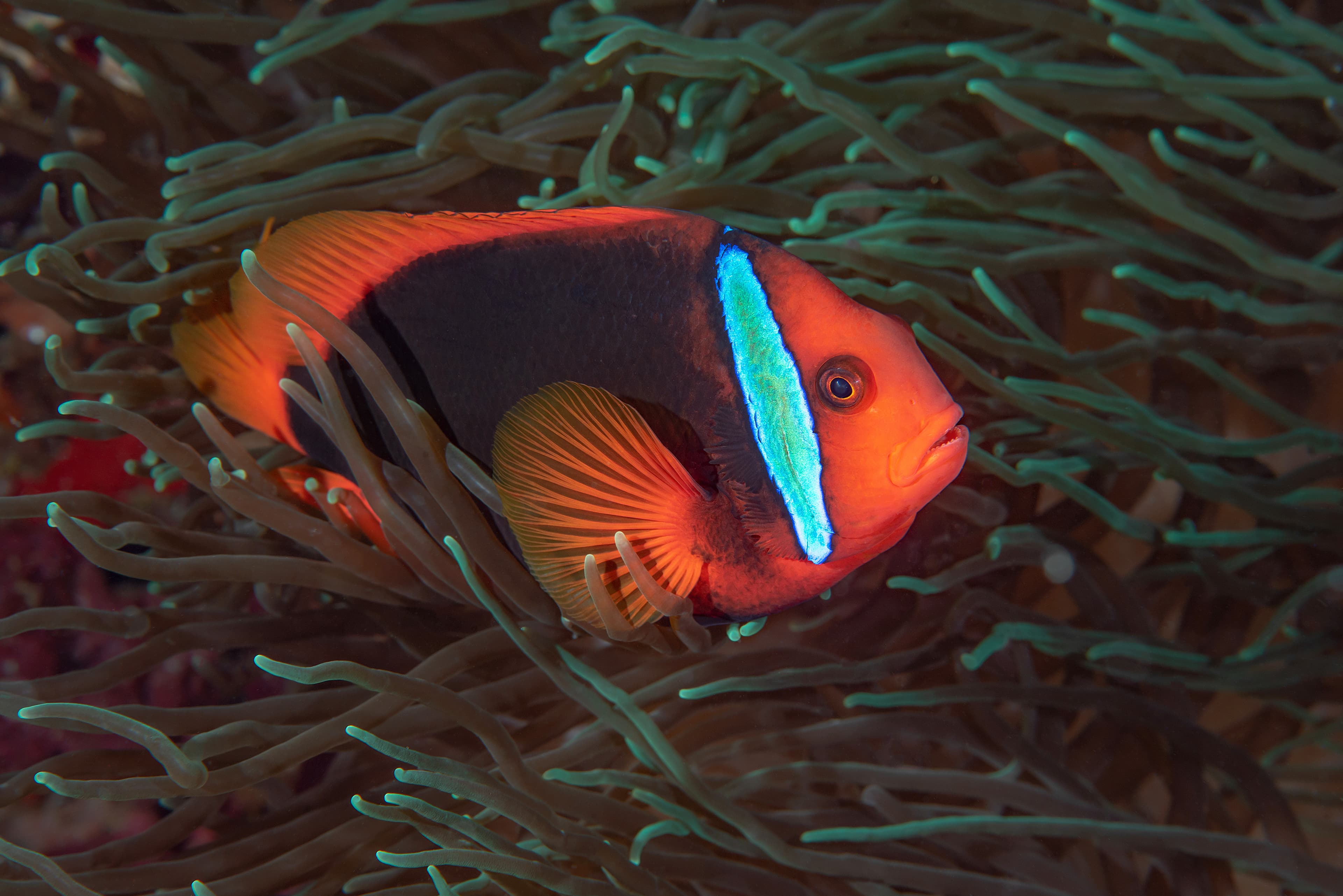 Cinnamon Clownfish (Amphiprion melanopus)