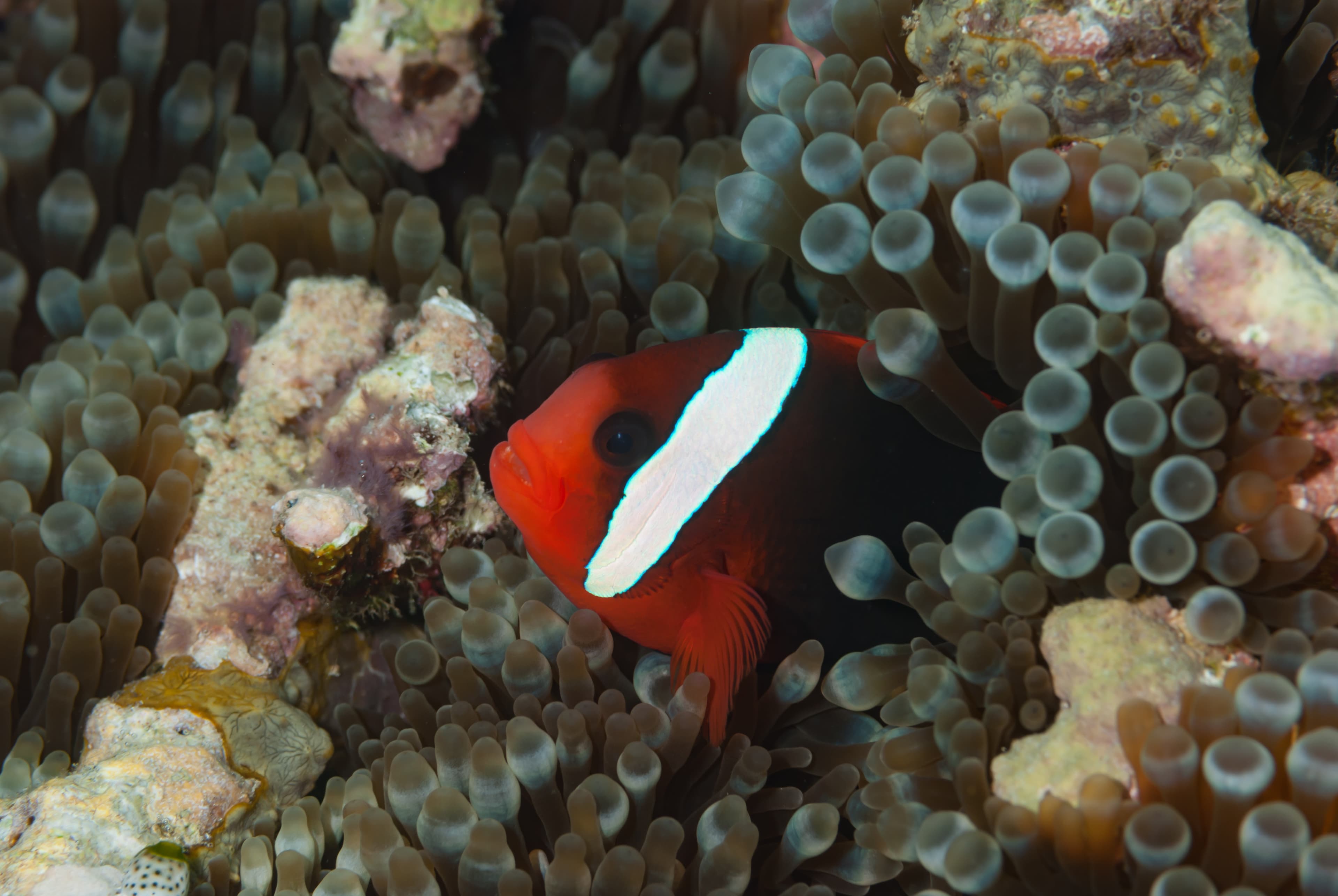 Red and Black Anemonefish (Amphiprion melanopus)