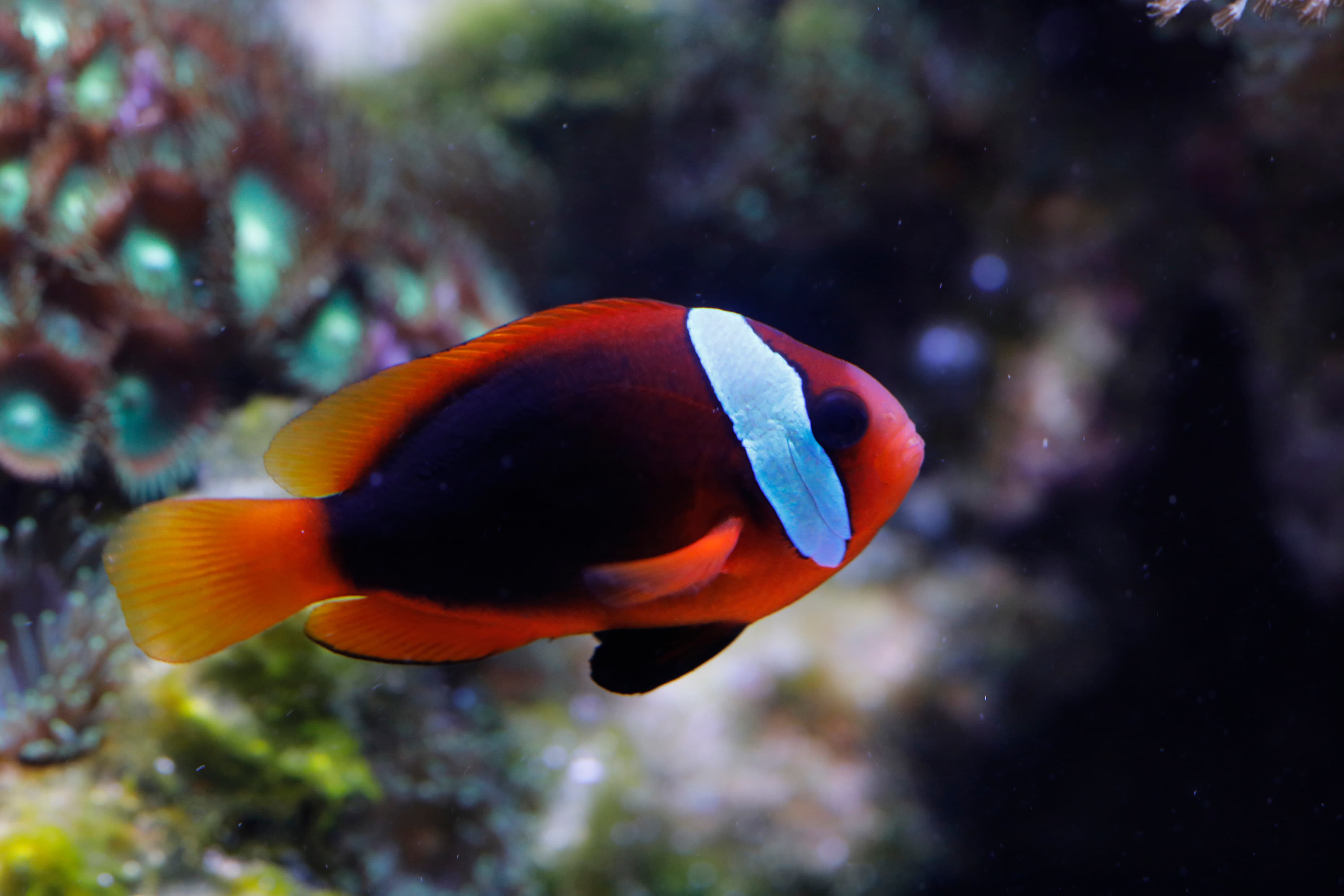 Cinnamon Clownfish (Amphiprion melanopus)