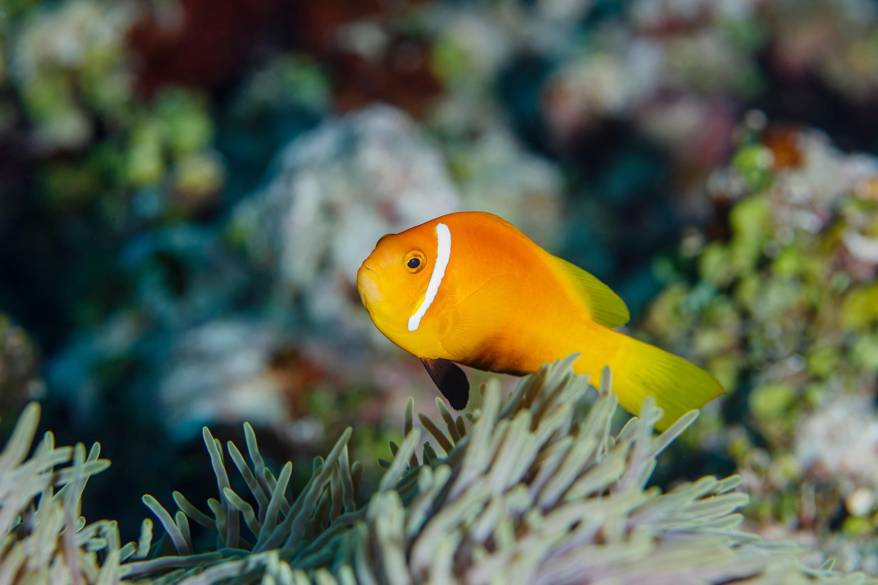 Maldives Anemonefish (Amphiprion nigripes) above sea anemone