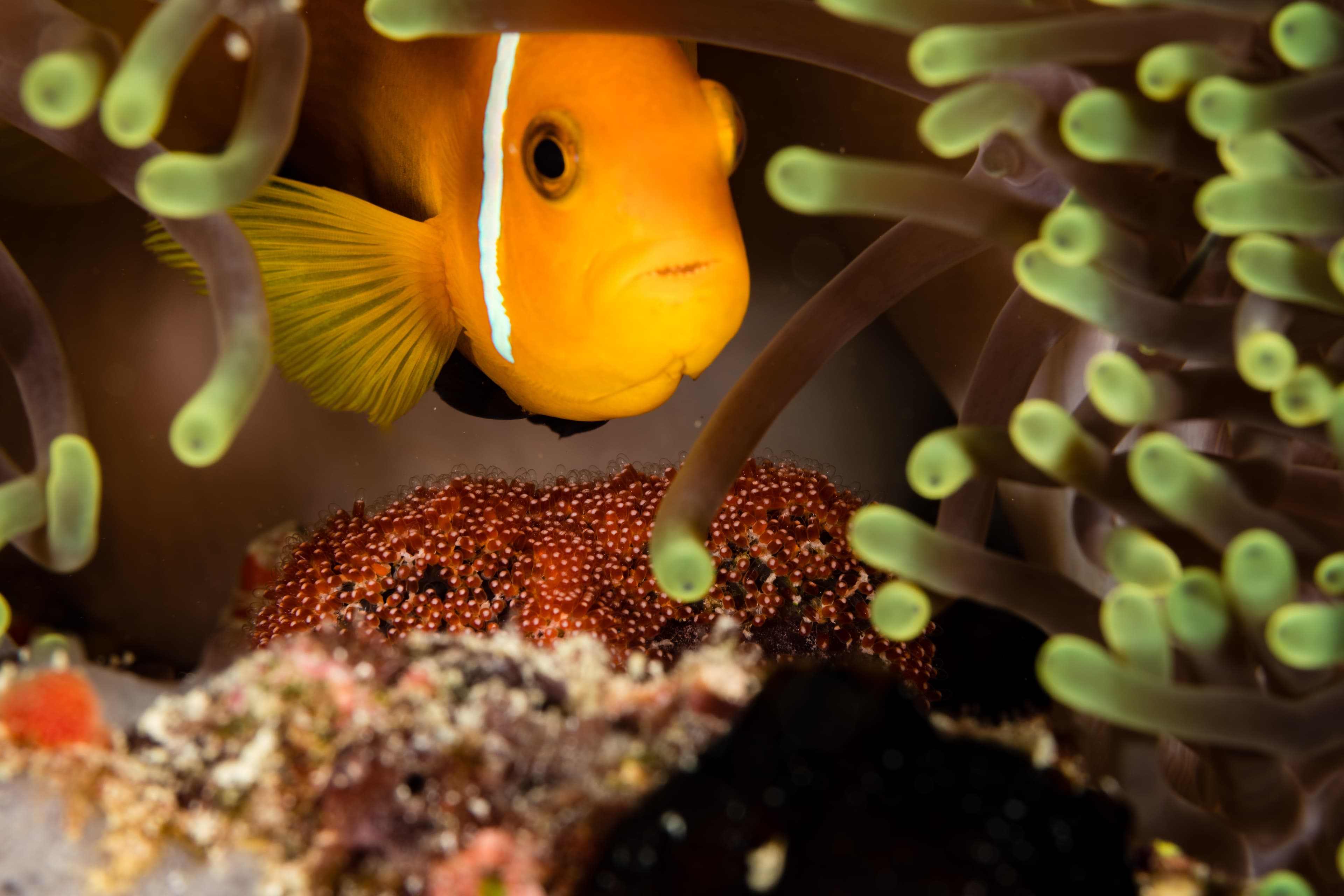 Blackfinned Clownfish (Amphiprion nigripes) guarding its eggs