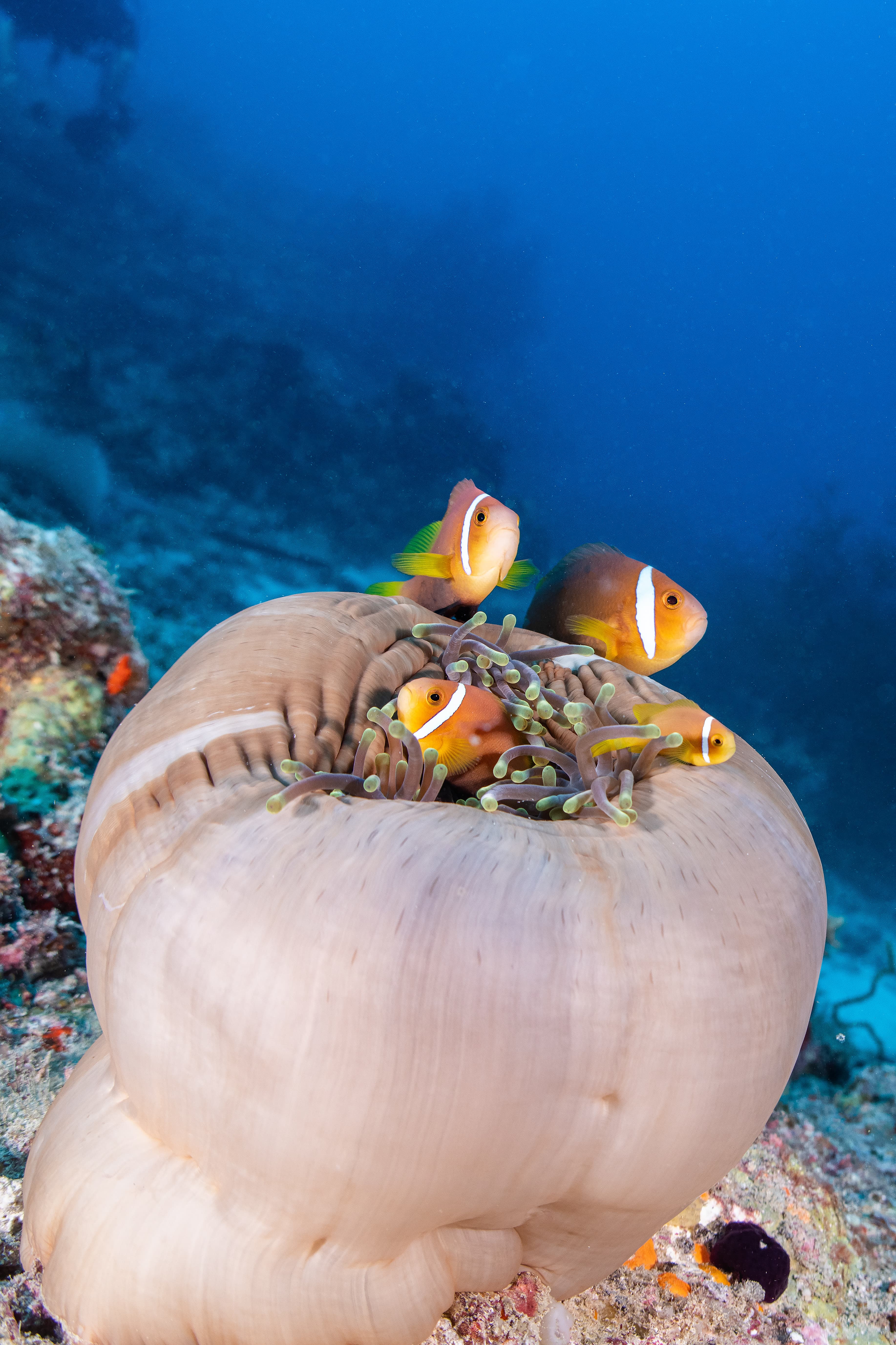 Blackfinned Clownfish (Amphiprion nigripes) in almost closed anemone