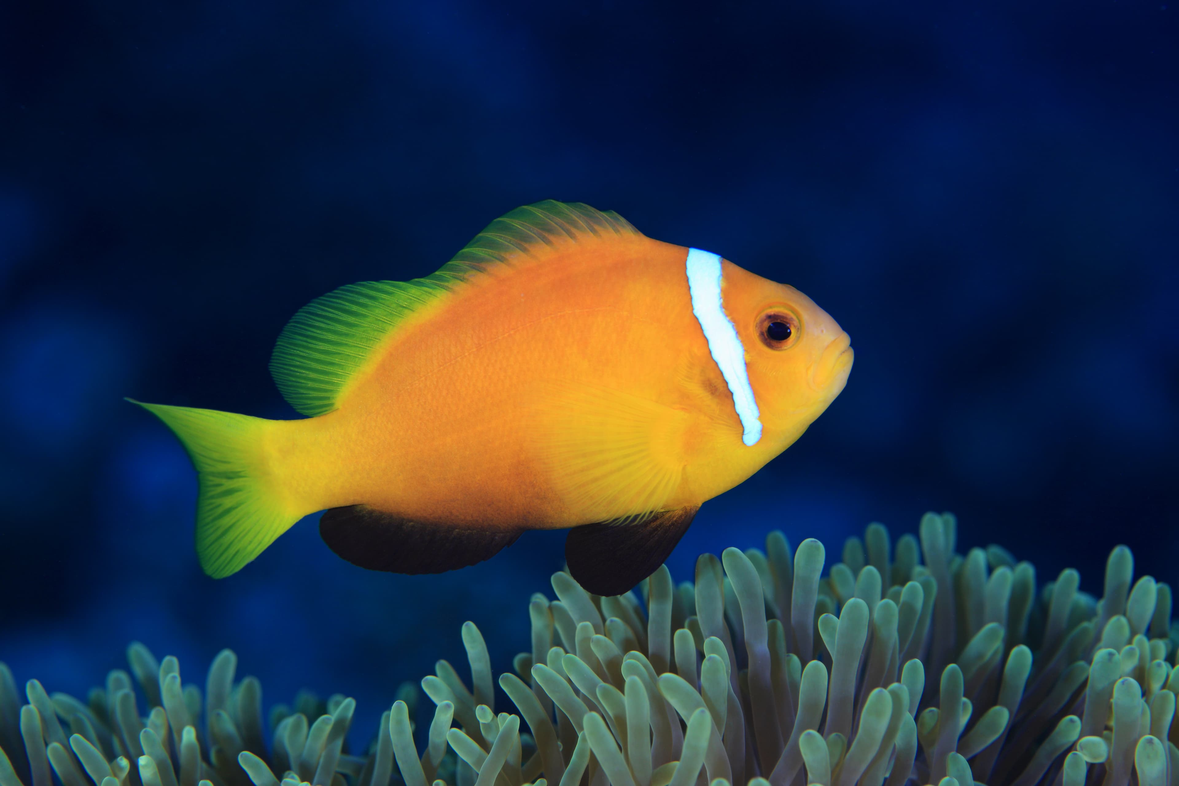 Maldives Anemonefish (Amphiprion nigripes) above sea anemone