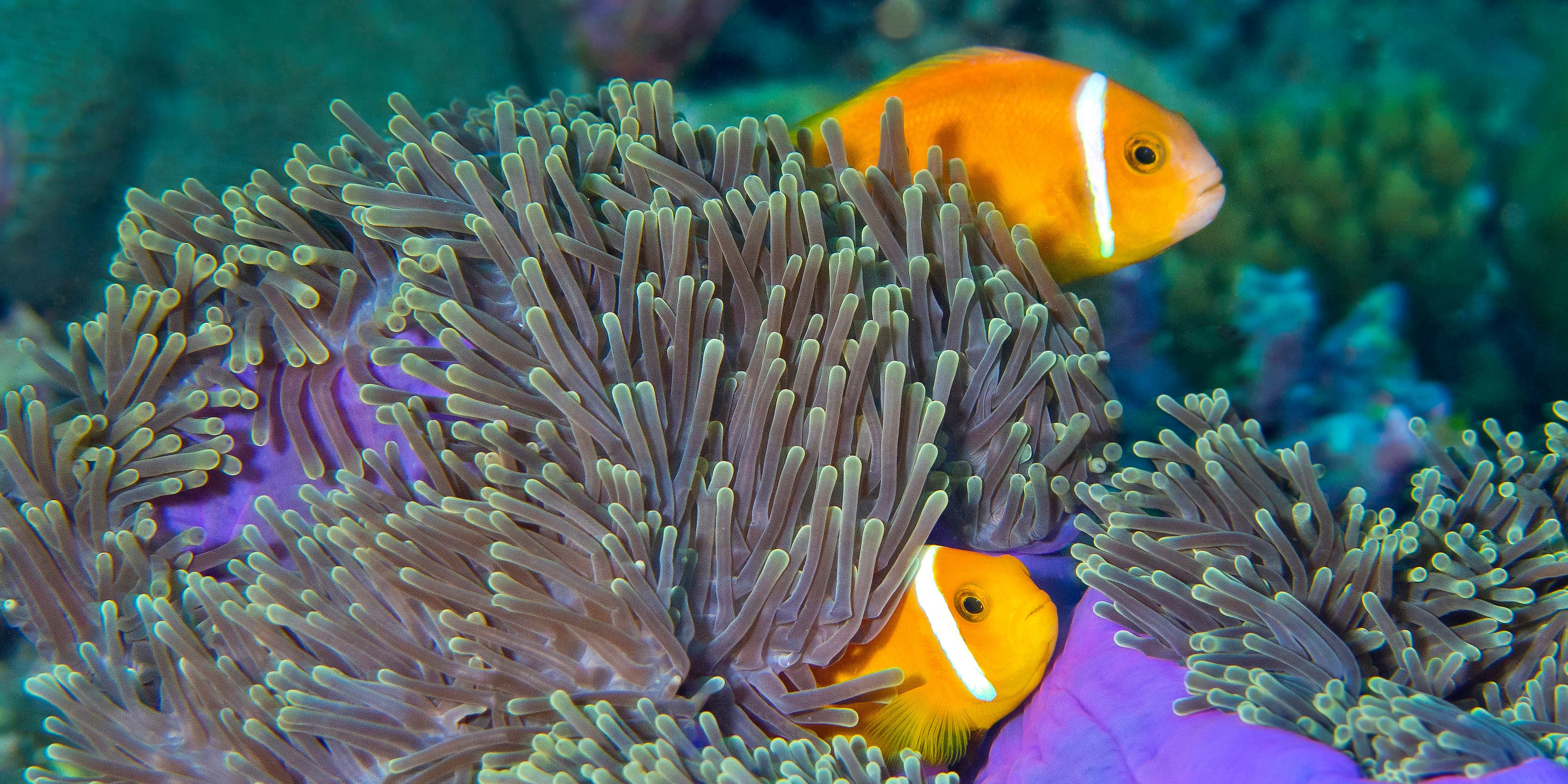 Blackfinned Clownfish (Amphiprion nigripes) in Magnificent Sea Anemone (Heteractis magnifica), Coral Reef, South Ari Atoll, Maldives, Indian Ocean, Asia