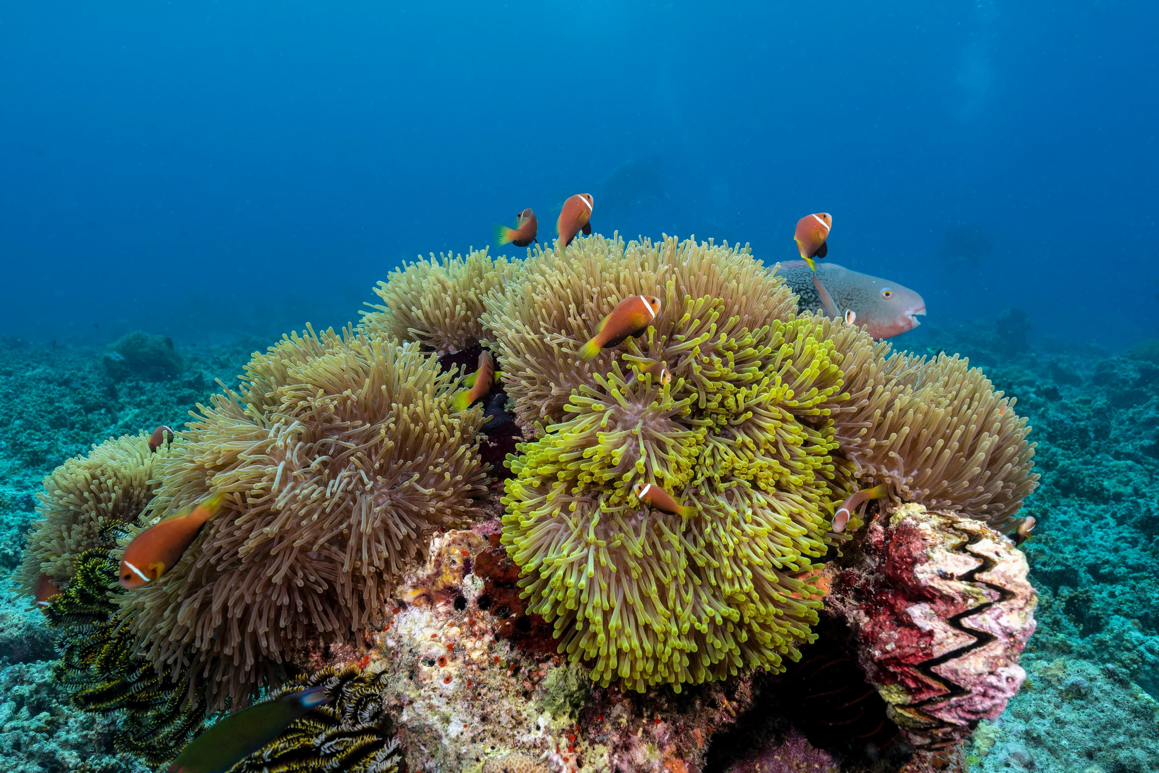 Blackfinned Clownfish (Amphiprion nigripes) in Maldives