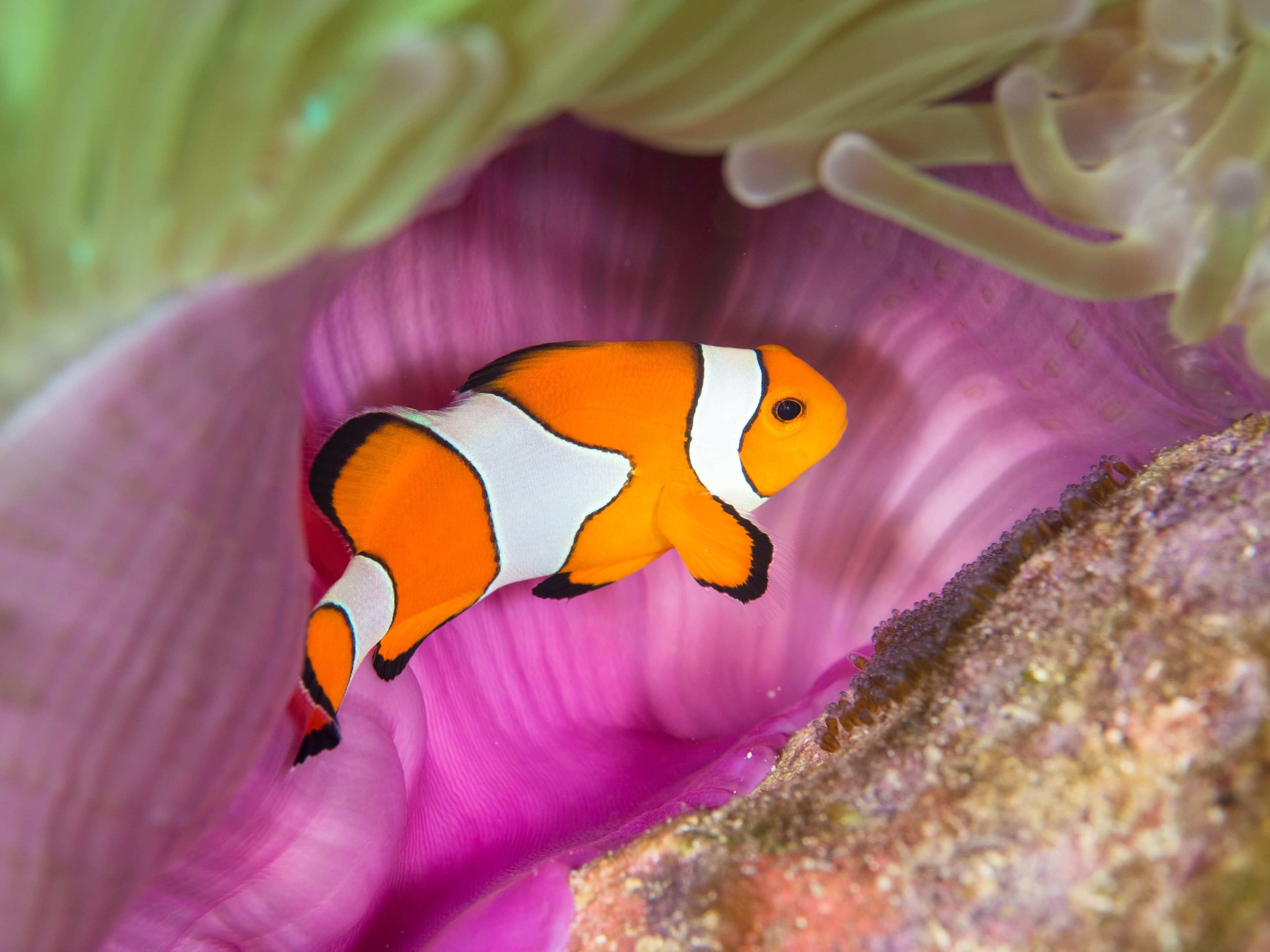 Ocellaris Clownfish by the purple mantle of its anemone host