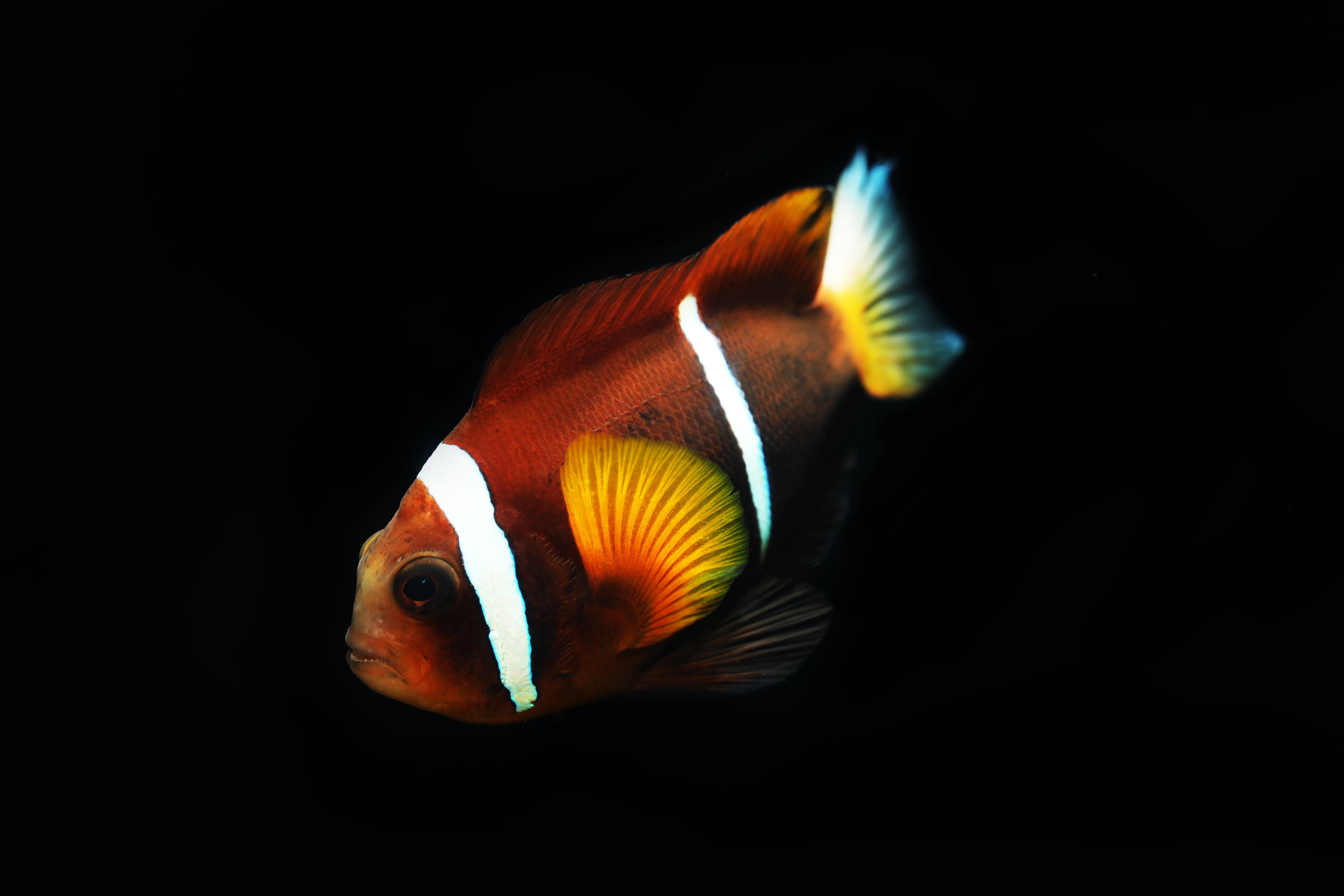 Oman Anemonefish (Amphiprion omanensis)