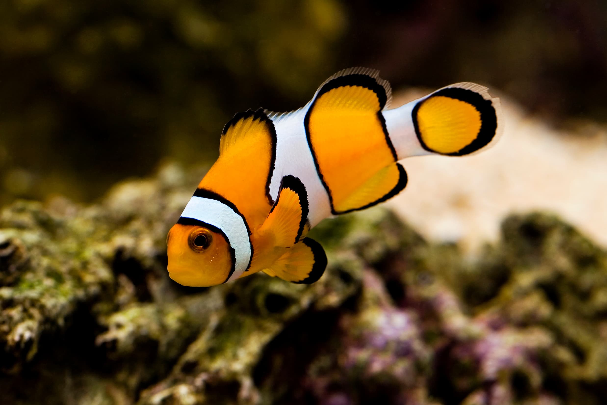 Percula Clownfish (Amphiprion percula)