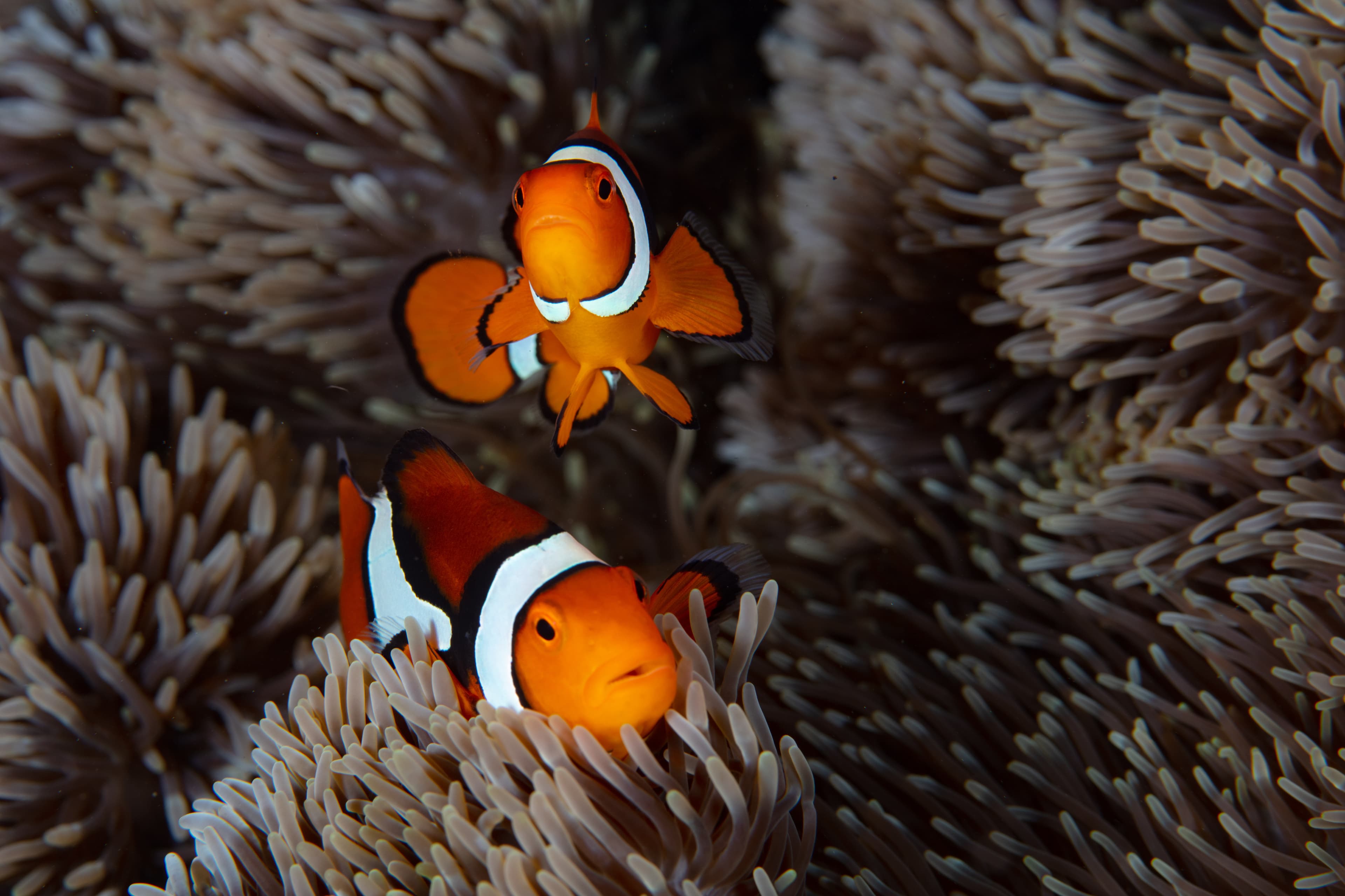 A pair of Percula Clownfish (Amphiprion percula), swim among the stinging tentacles of a host anemone on a reef in the Solomon Islands