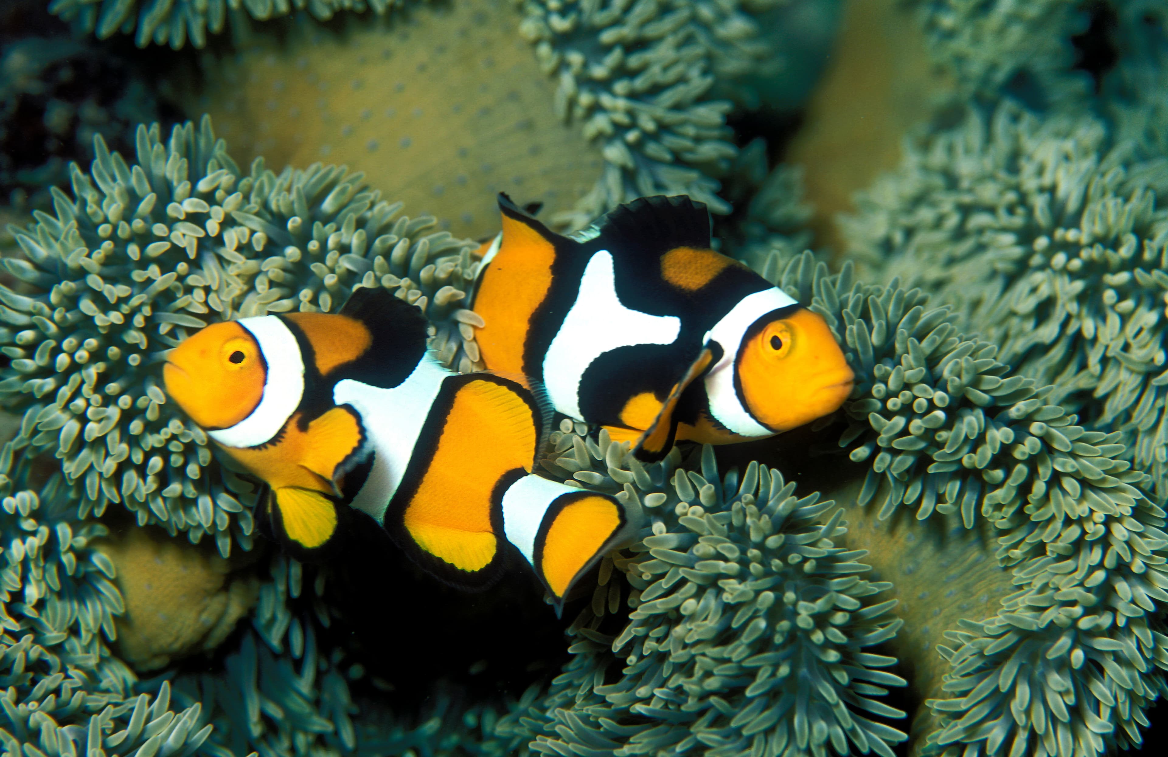 Percula Clownfish (Amphiprion percula), Trobriand Islands, Papua New Guinea