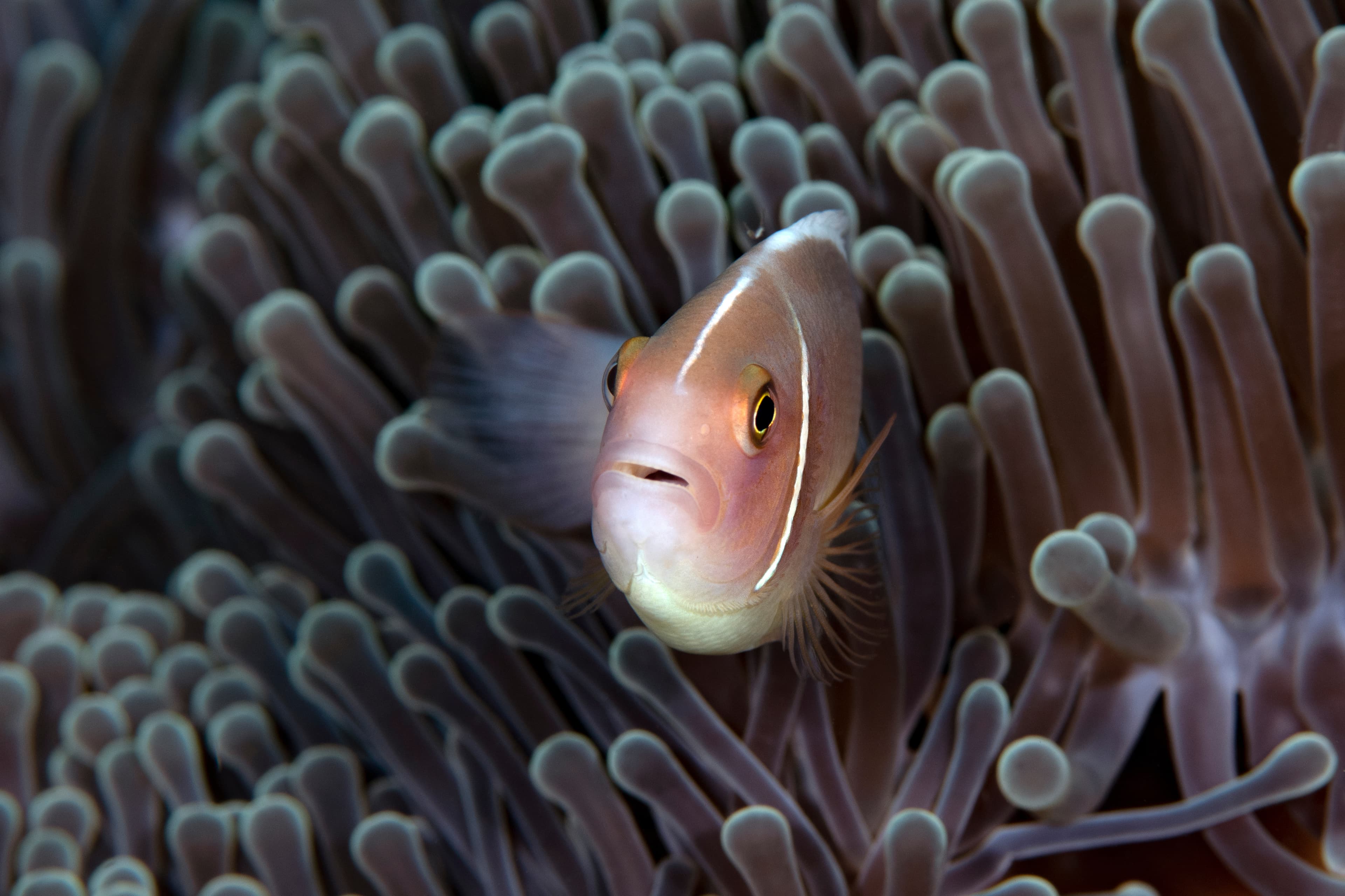 Pink Skunk Clownfish (Amphiprion perideraion), living in an anemone. Underwater world of Tulamben, Bali, Indonesia