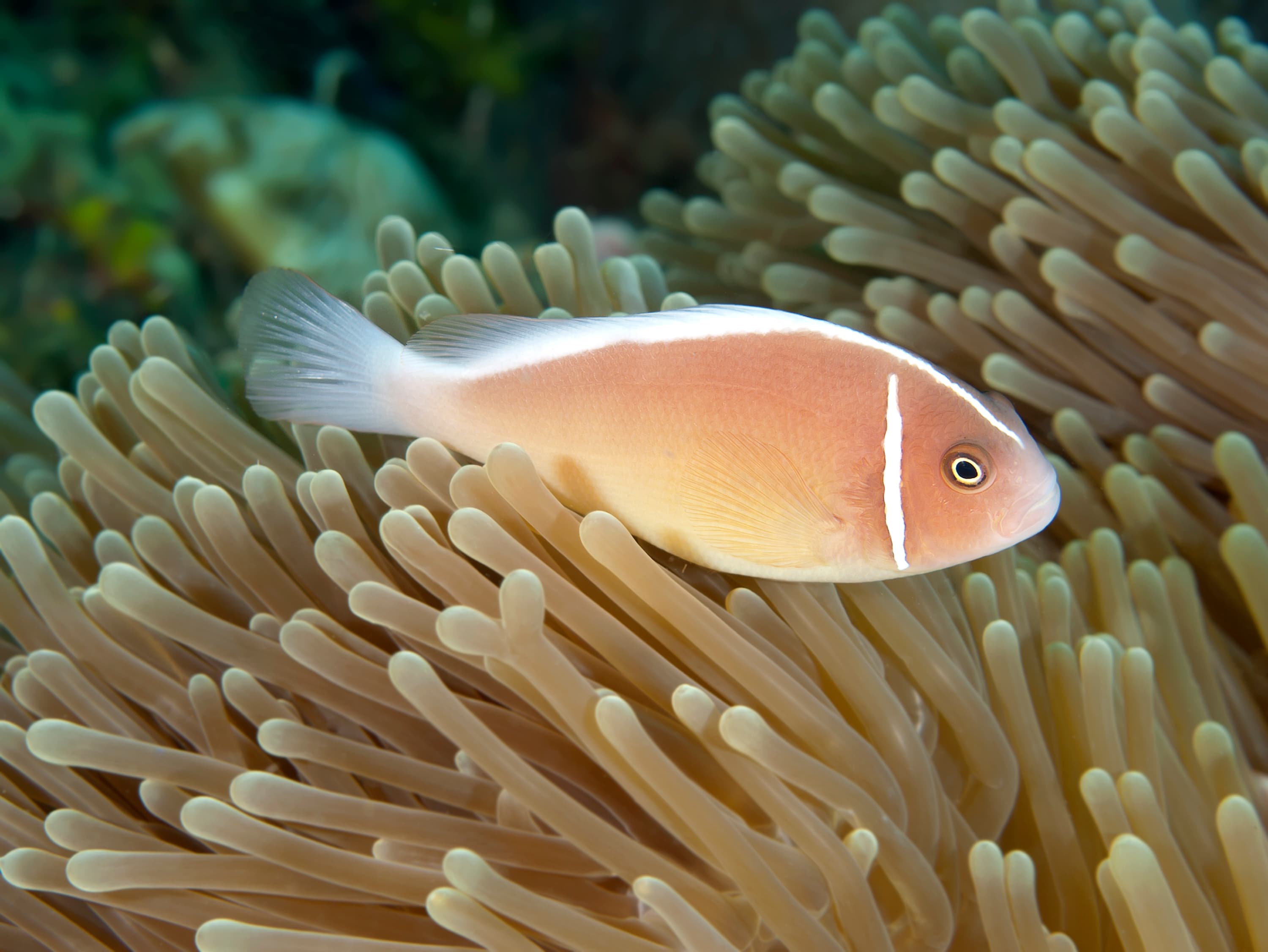 Pink Anemonefish