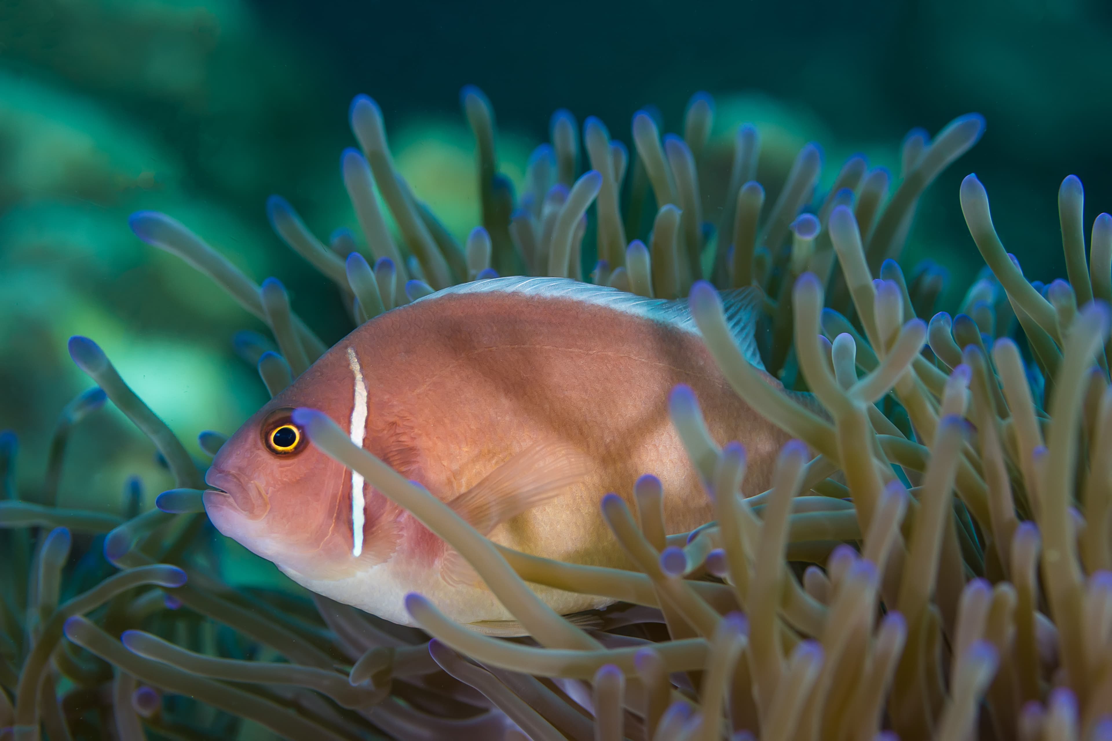 Pink Skunk Clownfish (Amphiprion perideraion)