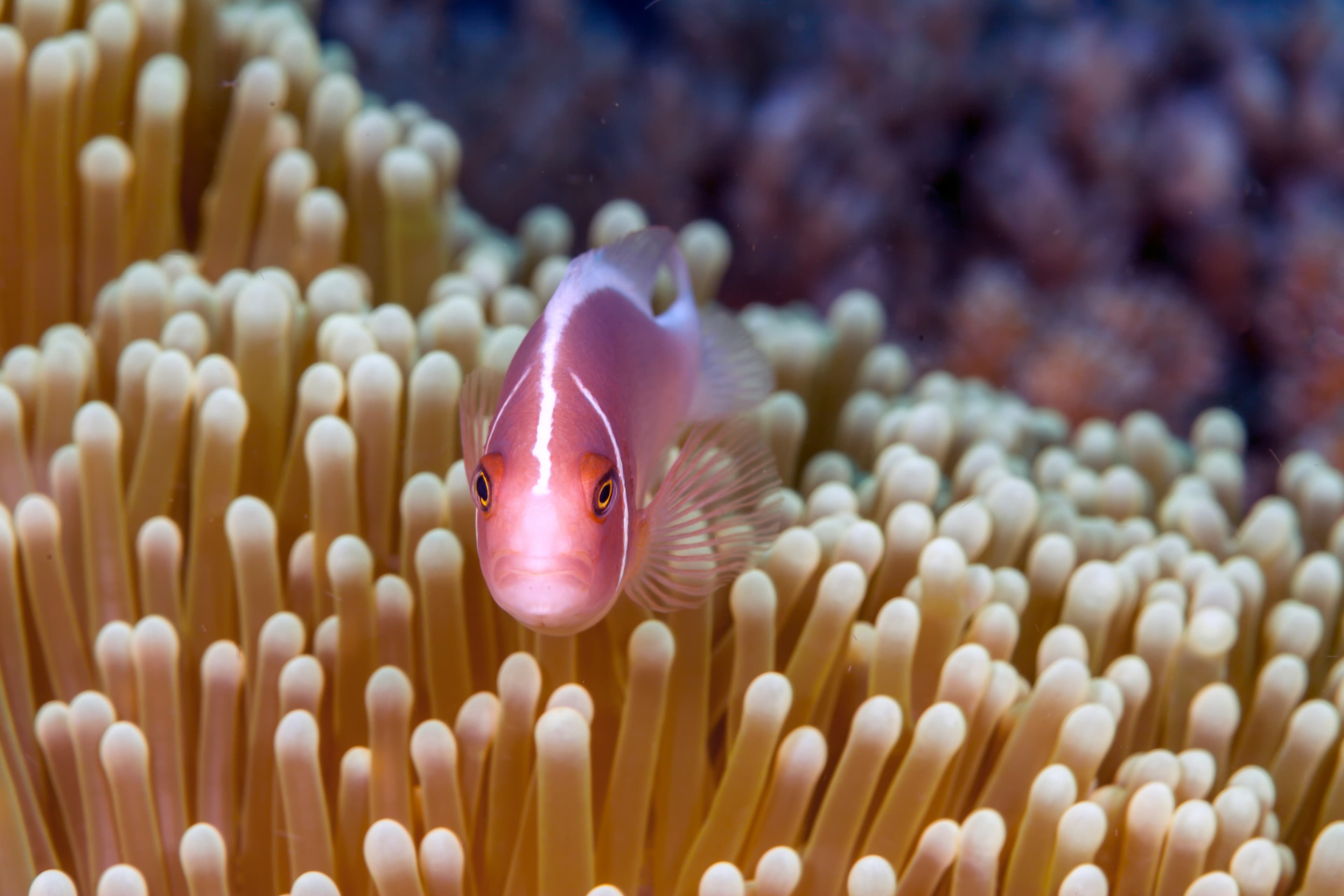 Pink Skunk Clownfish (Amphiprion perideraion)