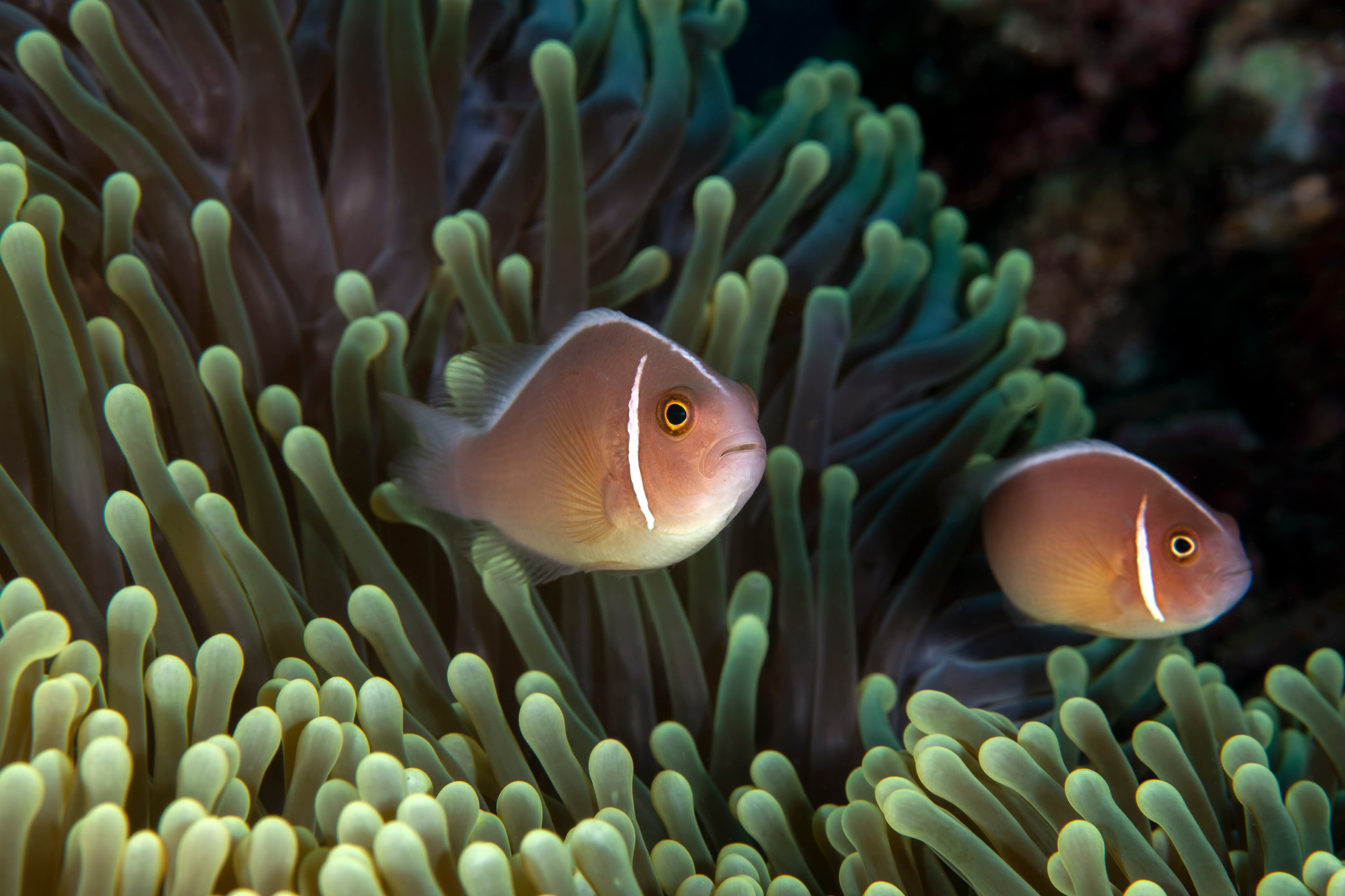 Pink Skunk Clownfish (Amphiprion perideraion) in an anemone. Sea life of Tulamben, Bali, Indonesia