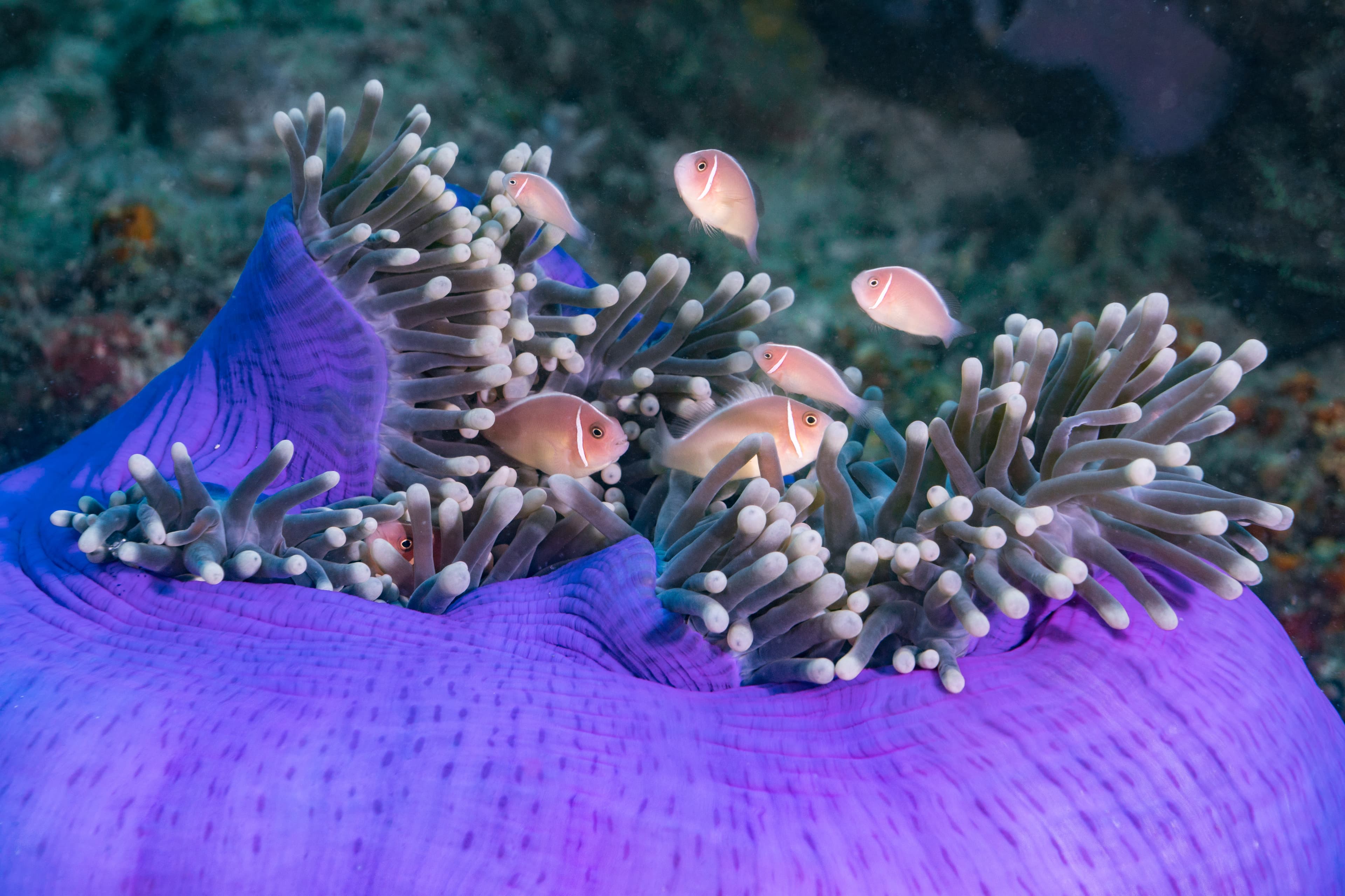 Many Pink Skunk Clownfish (Amphiprion perideraion) in anemone, Indonesia