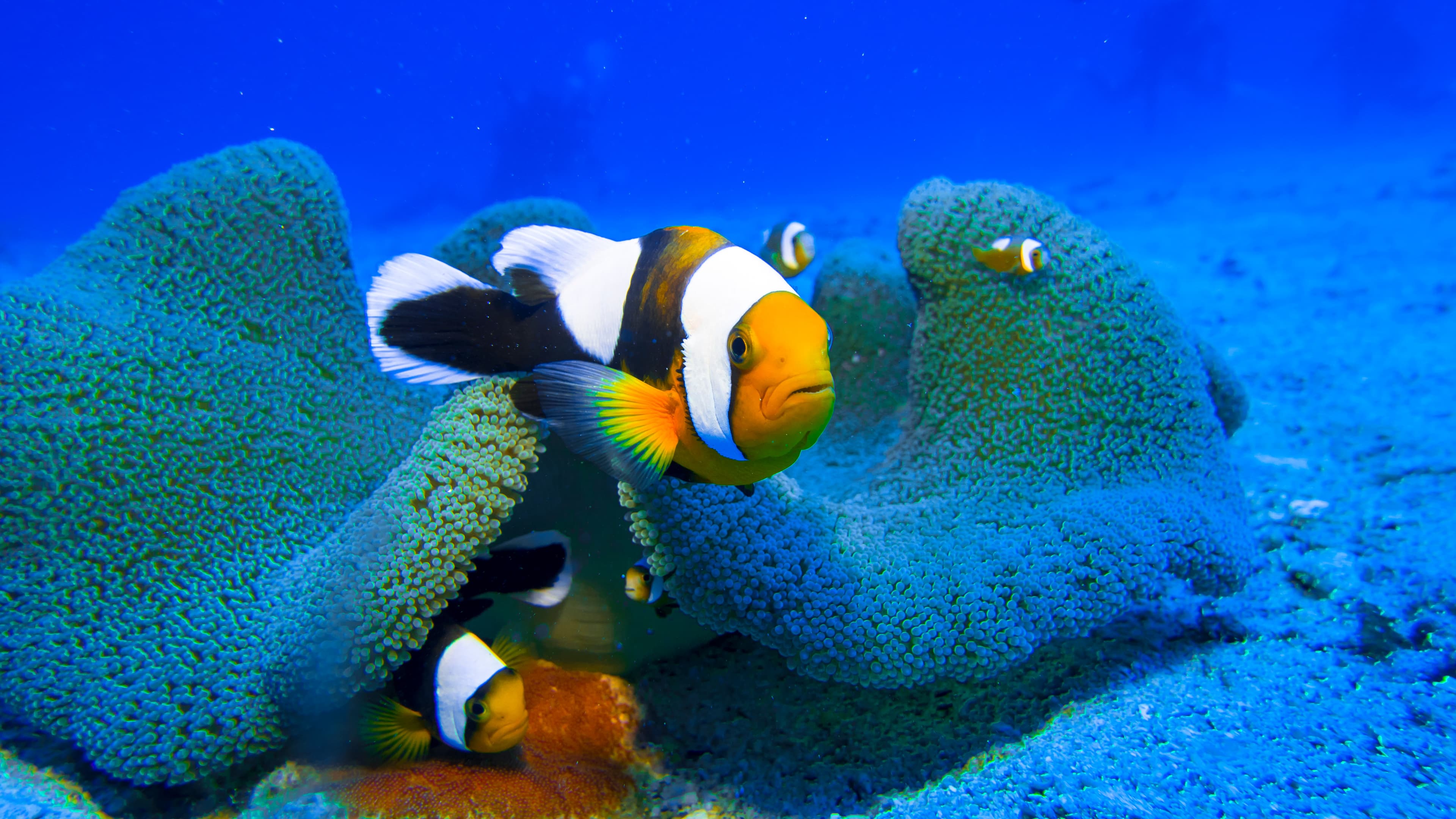 Saddleback Clownfish (Amphiprion polymnus) in large anemone