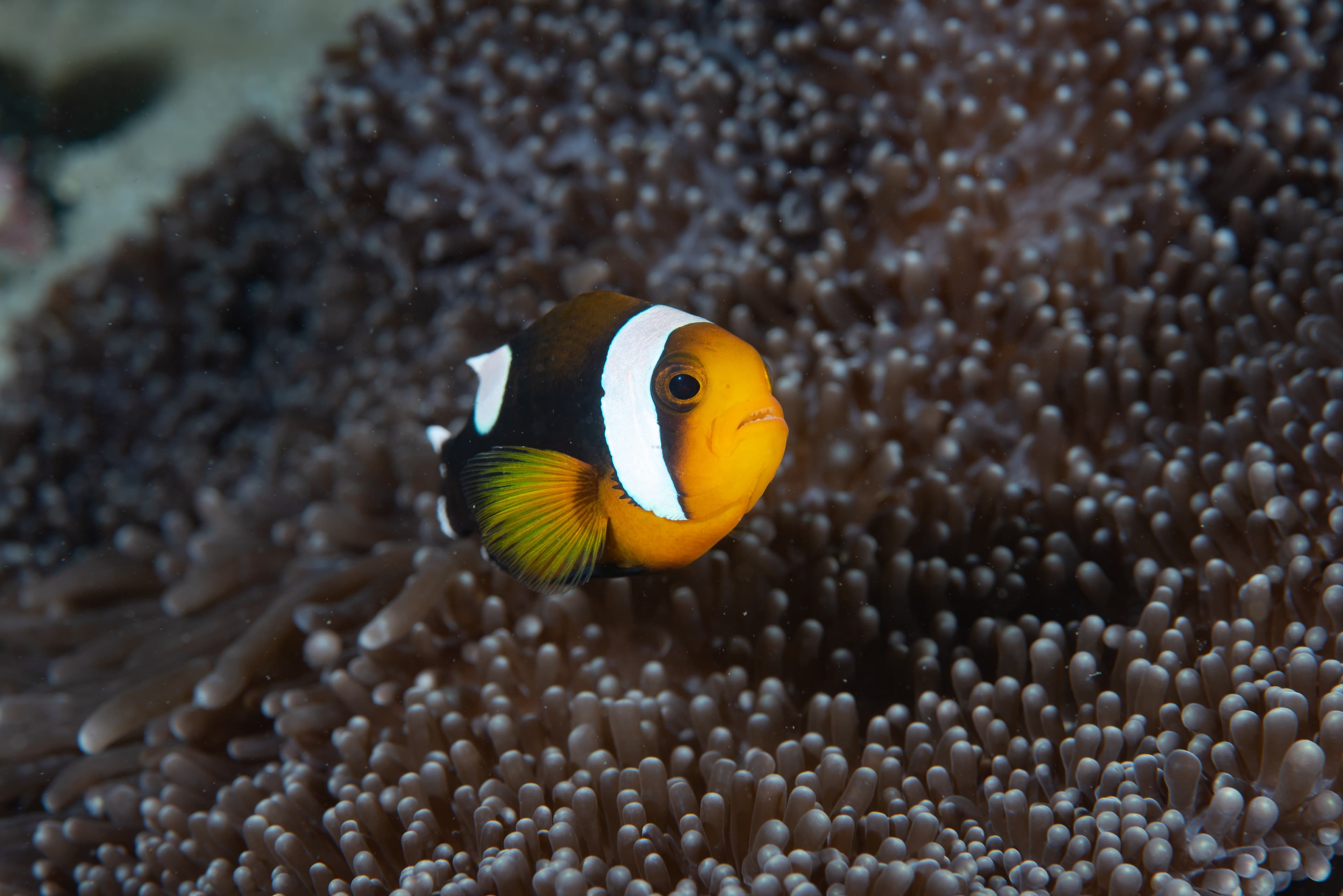 Saddleback Clownfish (Amphiprion polymnus)