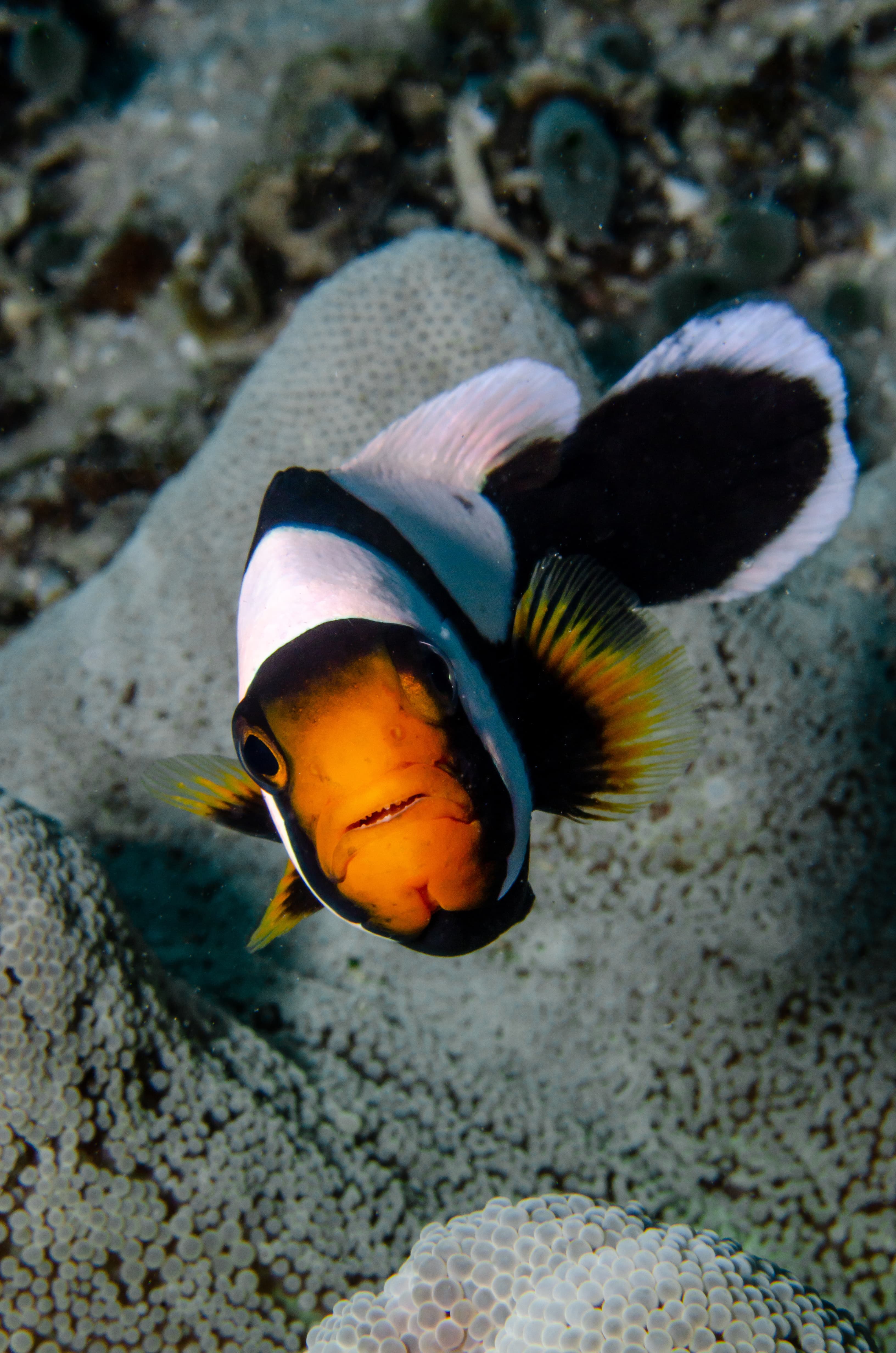 Saddleback Clownfish (Amphiprion polymnus)