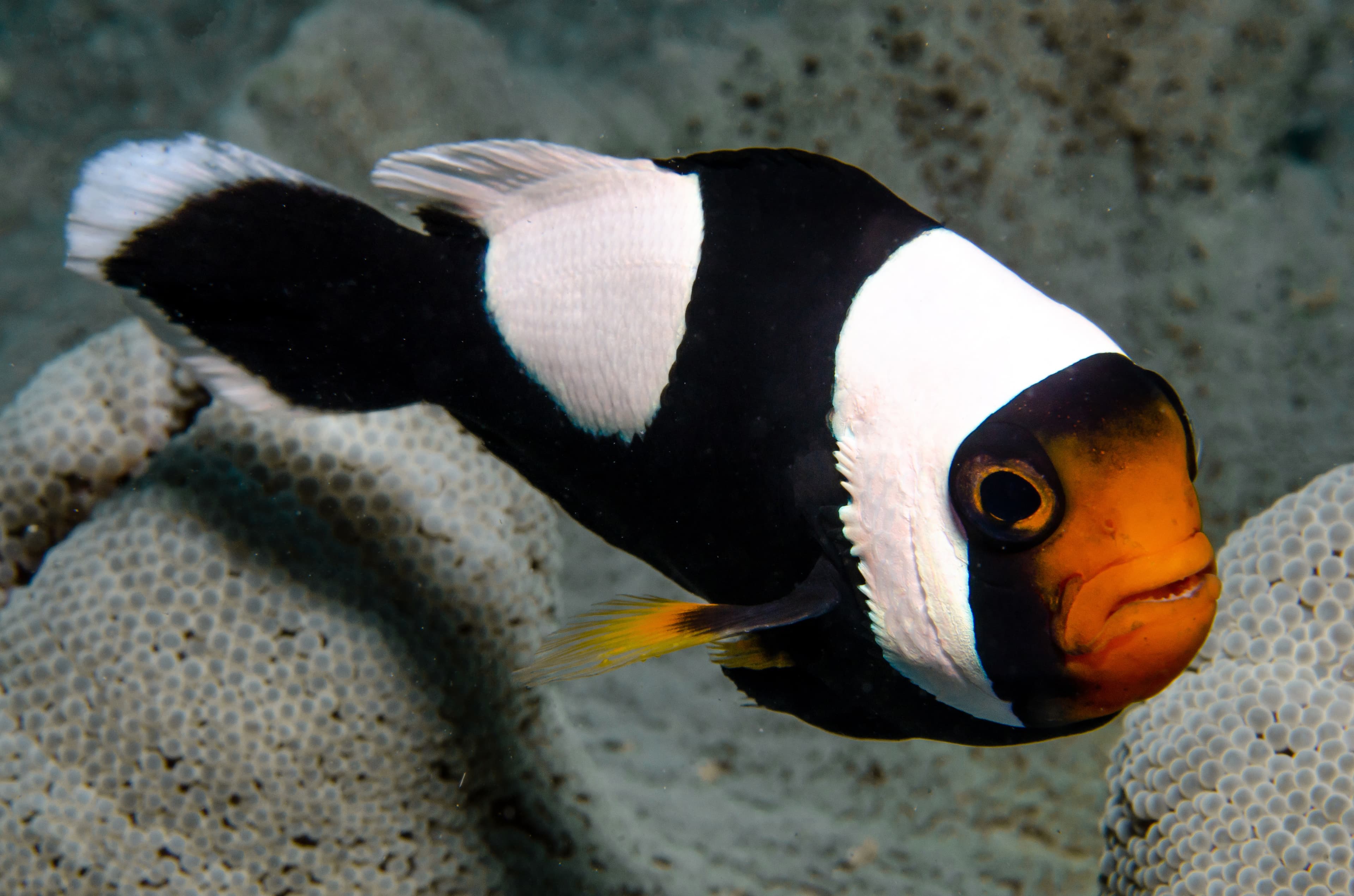 Saddleback Clownfish (Amphiprion polymnus) close up