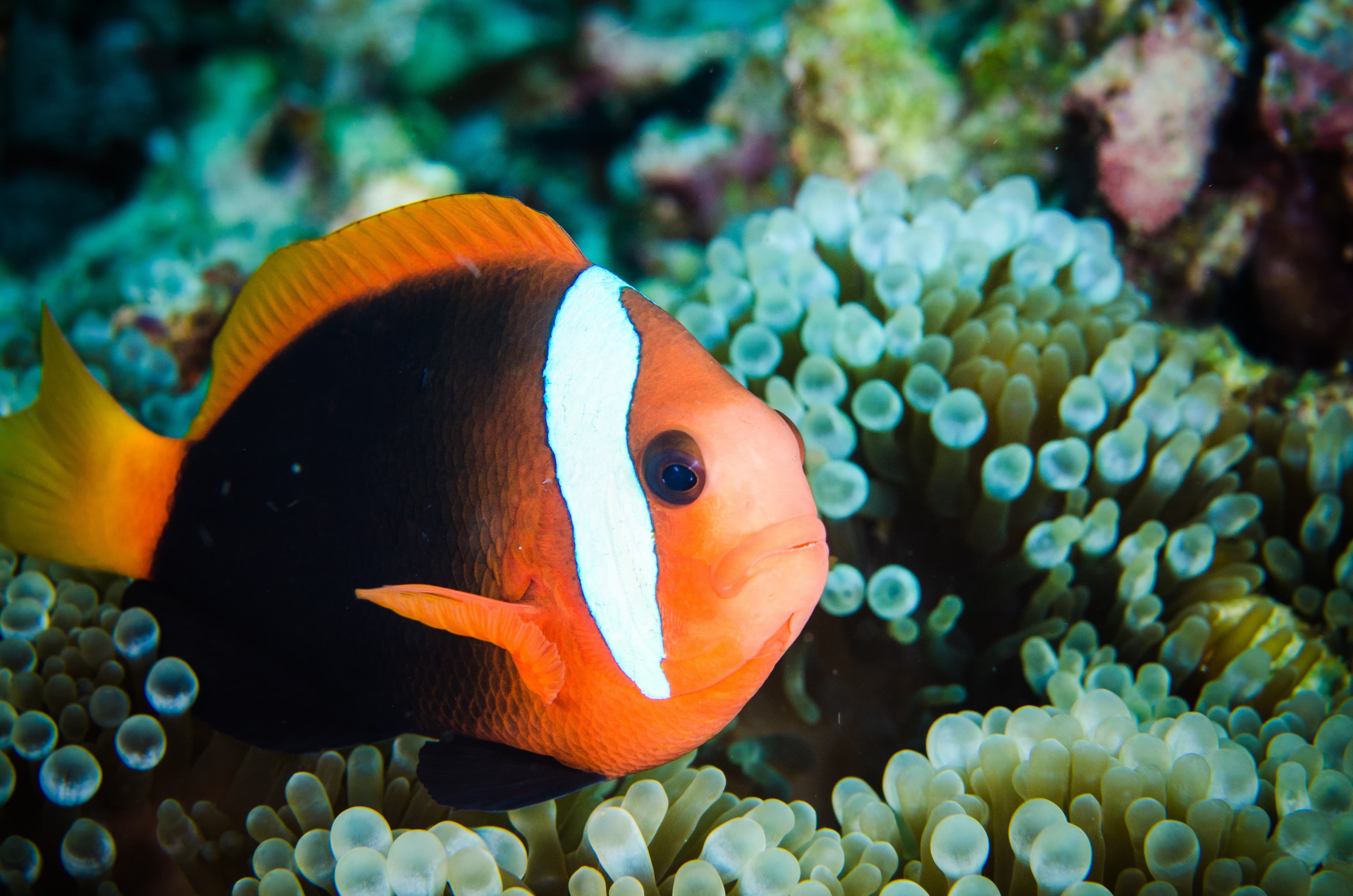 Australian Anemonefish (Amphiprion rubrocinctus)