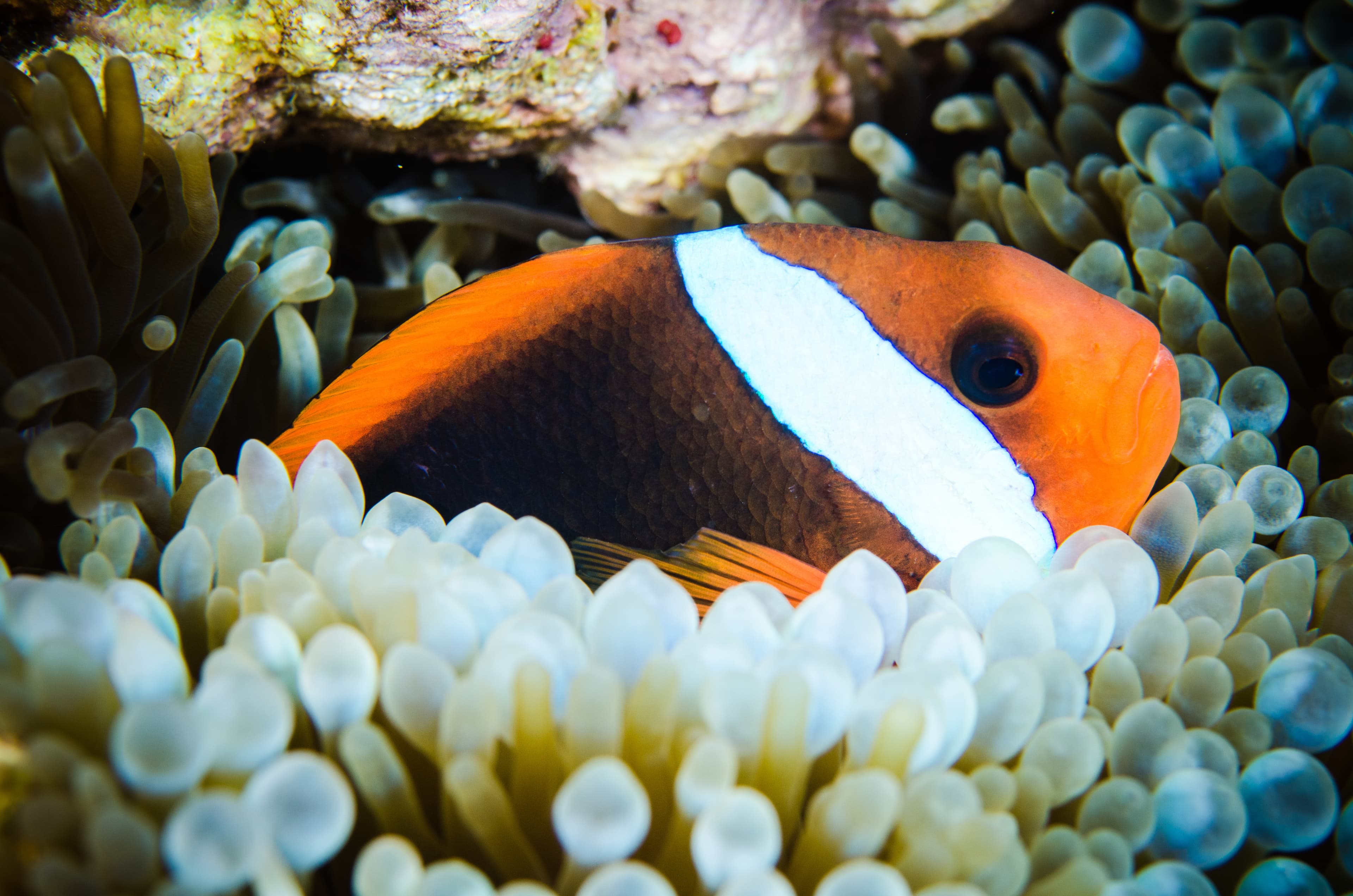 Australian Anemonefish (Amphiprion rubrocinctus)