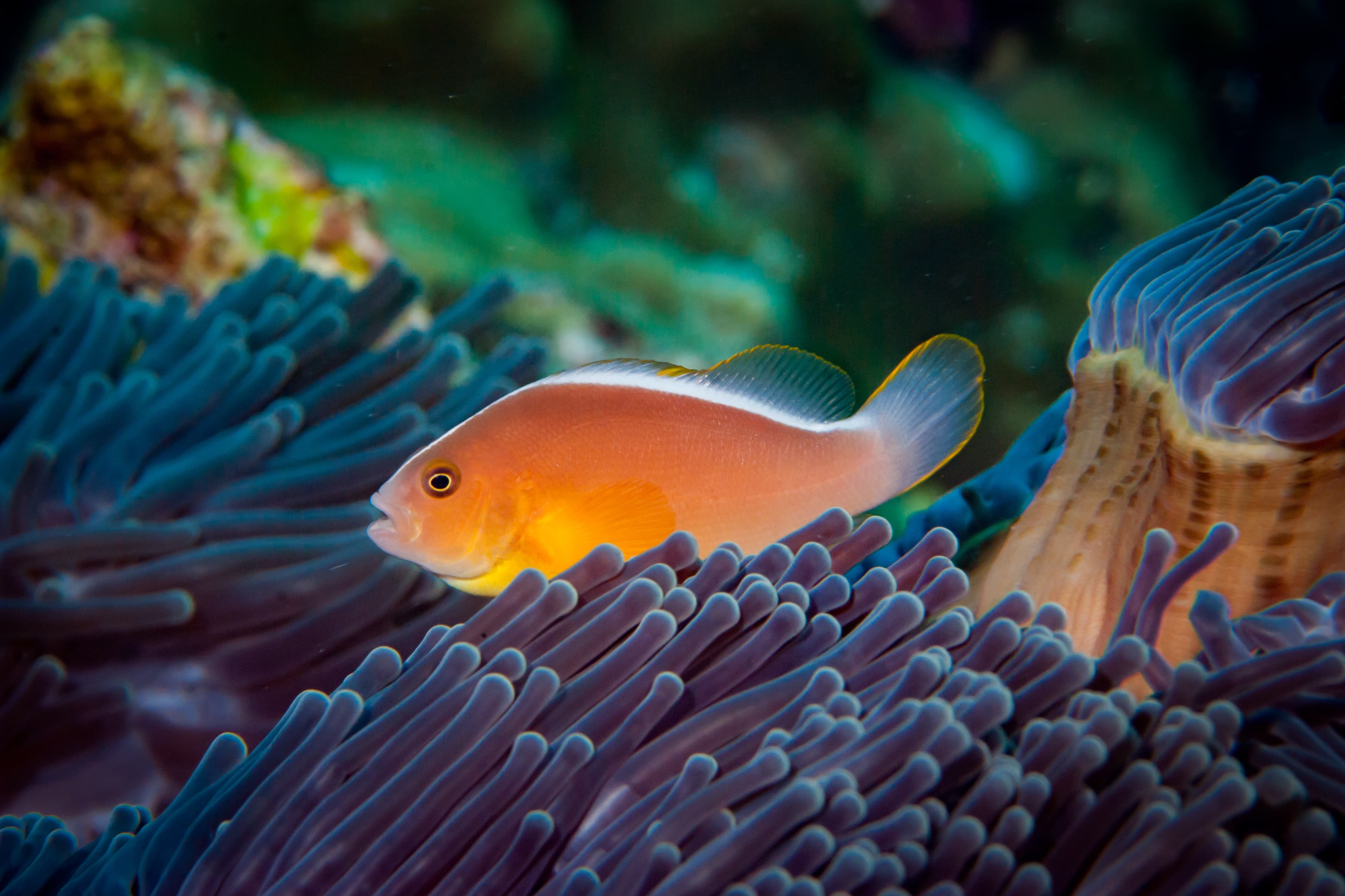 Orange Skunk Clownfish (Amphiprion sandaracinos)