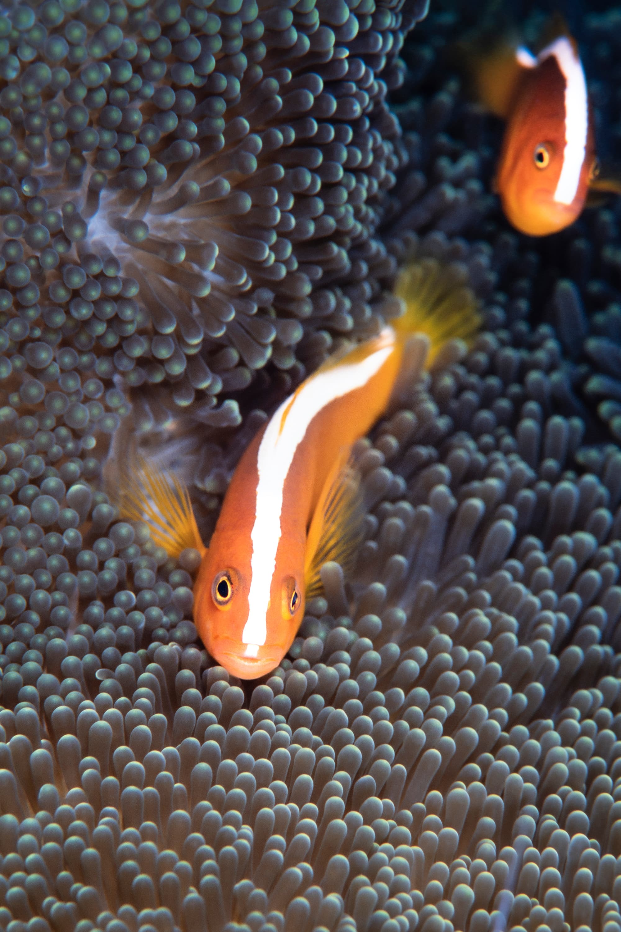 Orange Skunk Clownfish (Amphiprion sandaracinos), Raja Ampat, Indonesia