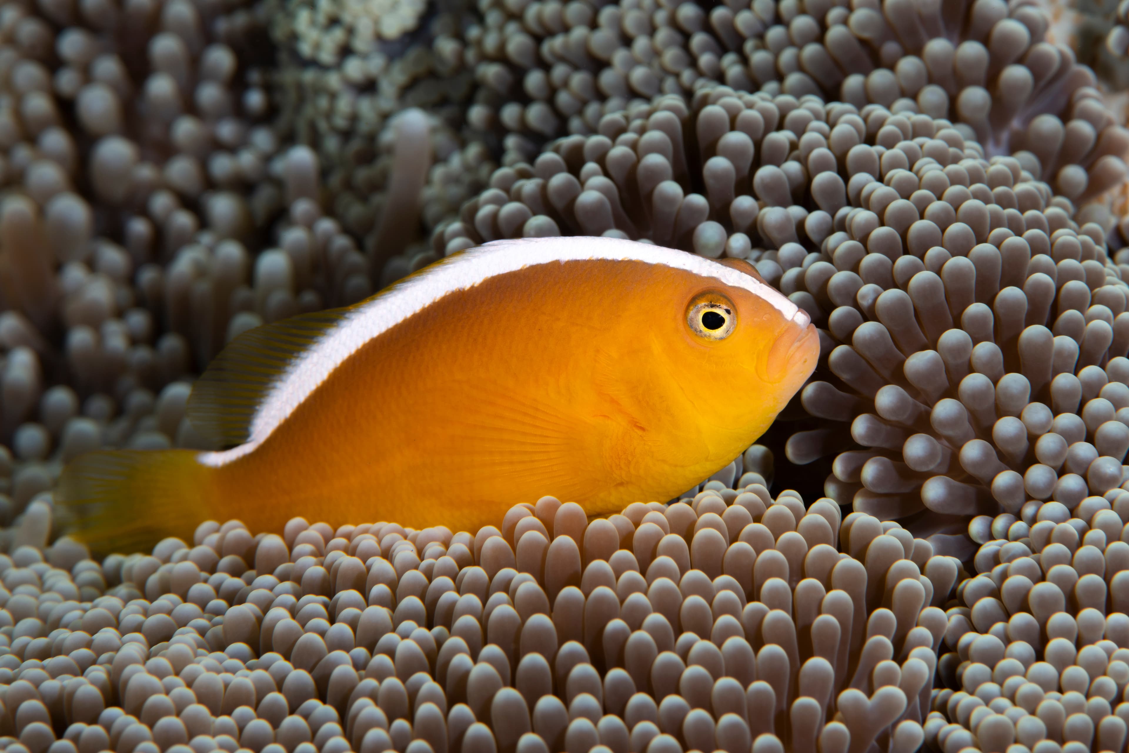 Orange Skunk Clownfish (Amphiprion sandaracinos) living in an anemone. Underwater life of Tulamben, Bali, Indonesia