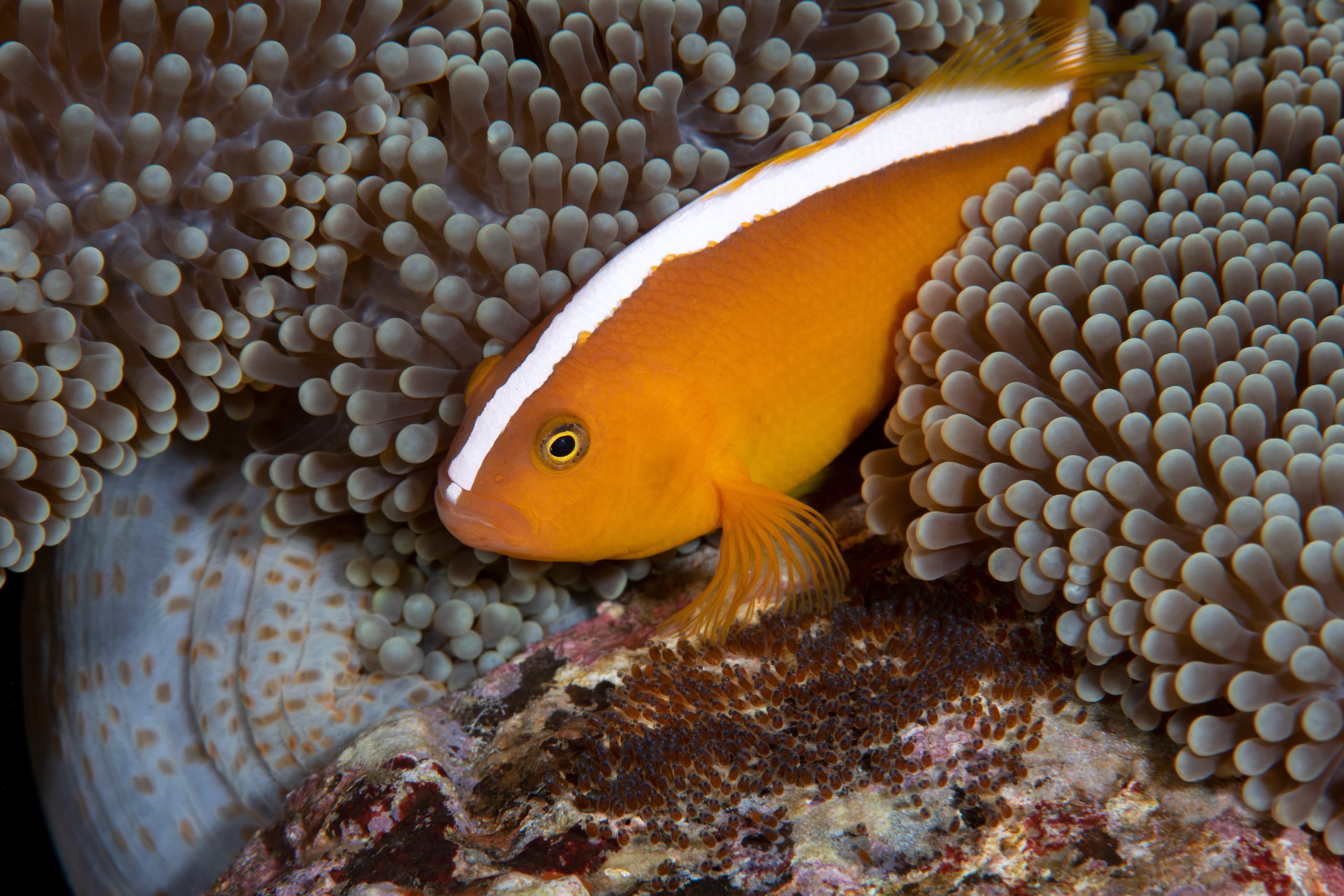 Orange Skunk Clownfish (Amphiprion sandaracinos) living in an anemone and taking care of eggs. Underwater life of Tulamben, Bali, Indonesia