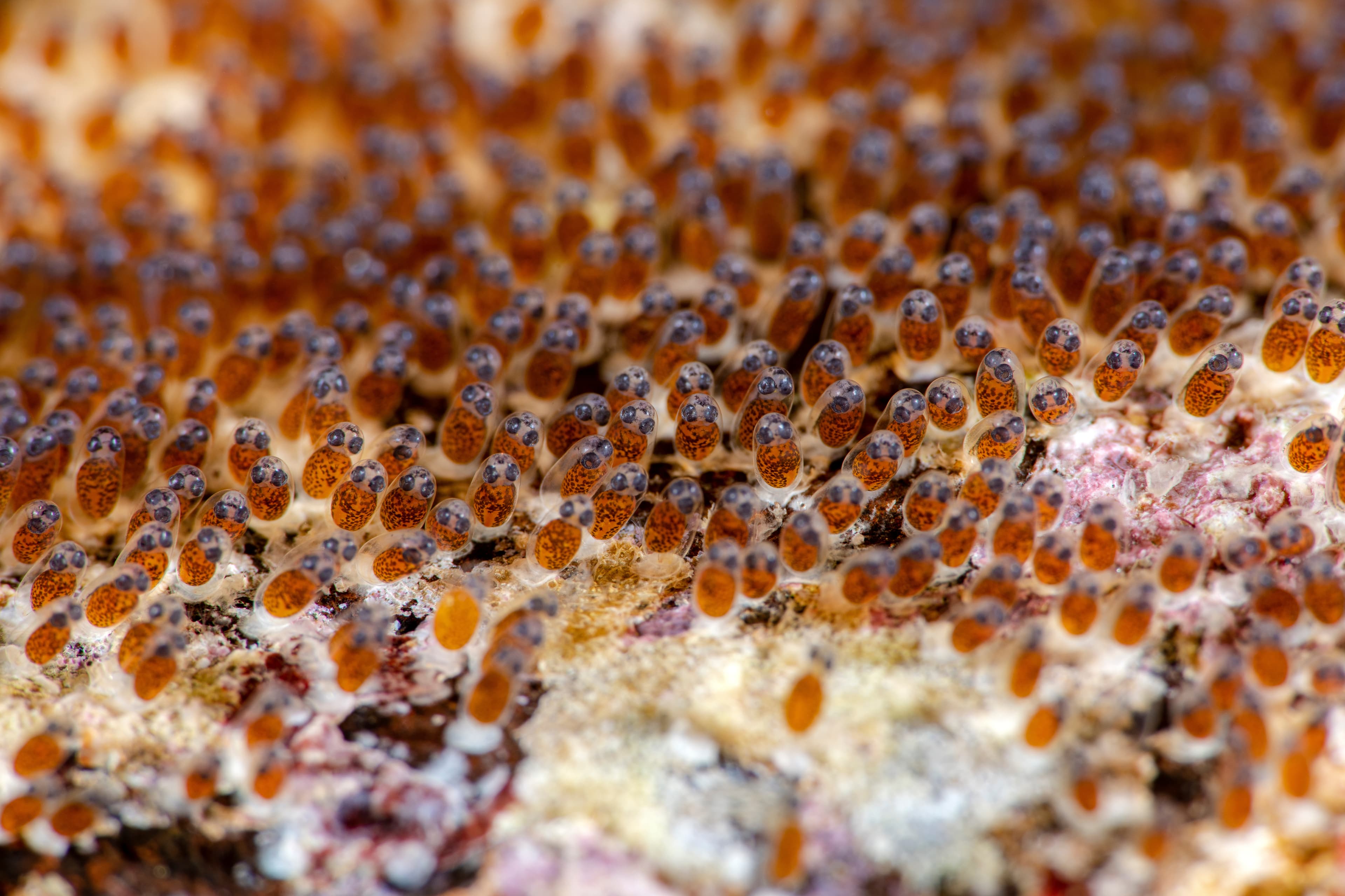 Eggs of Orange Skunk Clownfish (Amphiprion sandaracinos). Underwater macro world of Tulamben, Bali, Indonesia