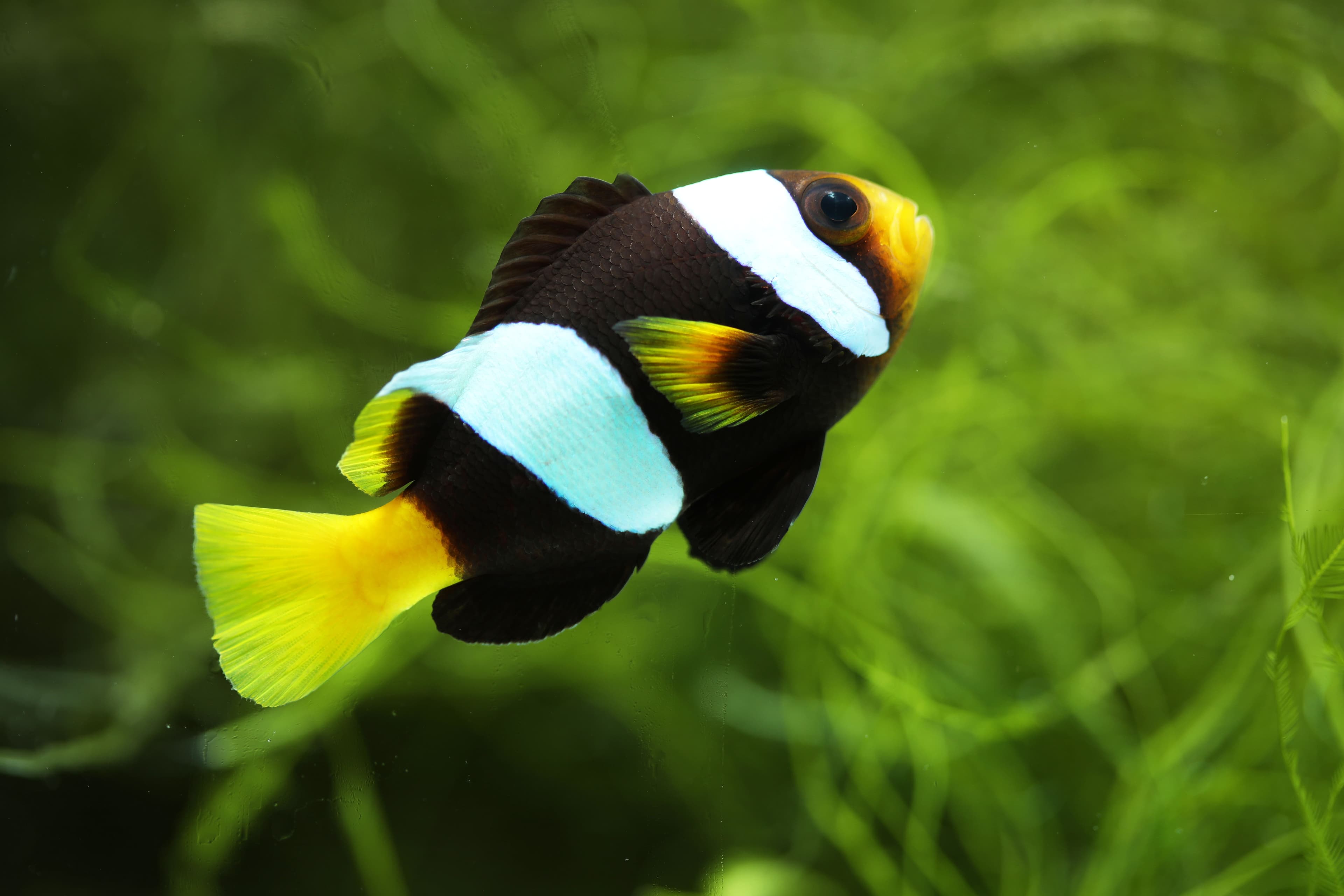 Sebae Clownfish (Amphiprion sebae) from Andaman Sea, Thailand