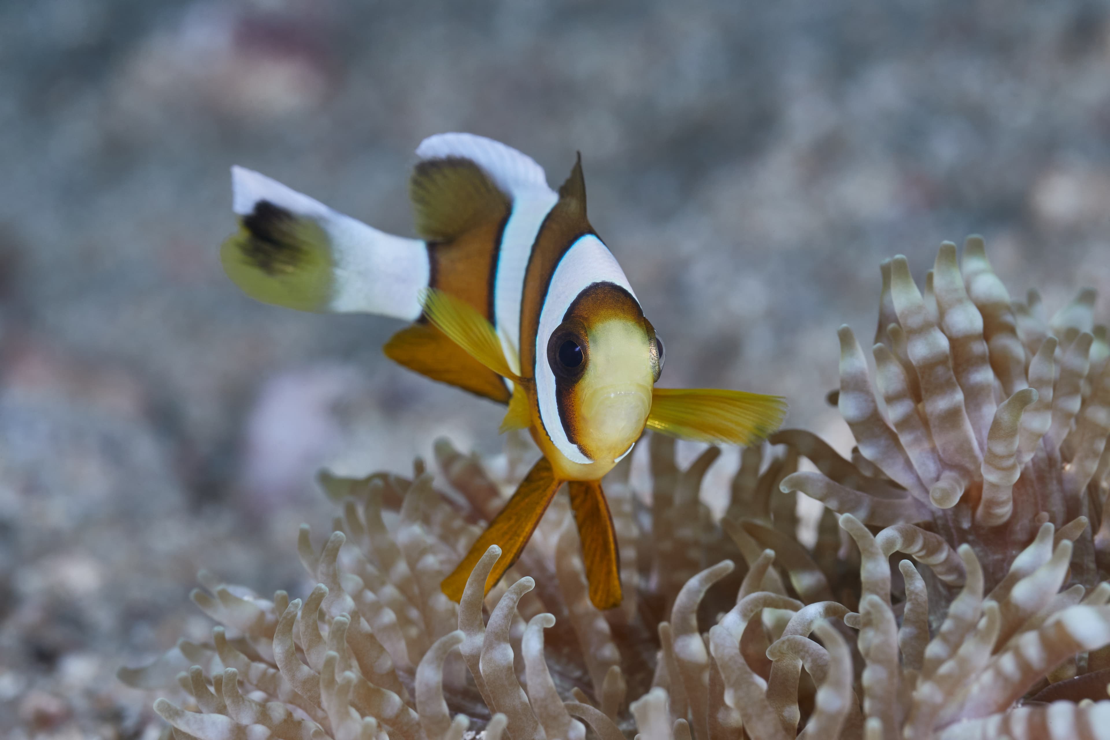 Three-Band Anemonefish (Amphiprion tricinctus) with sea anemone