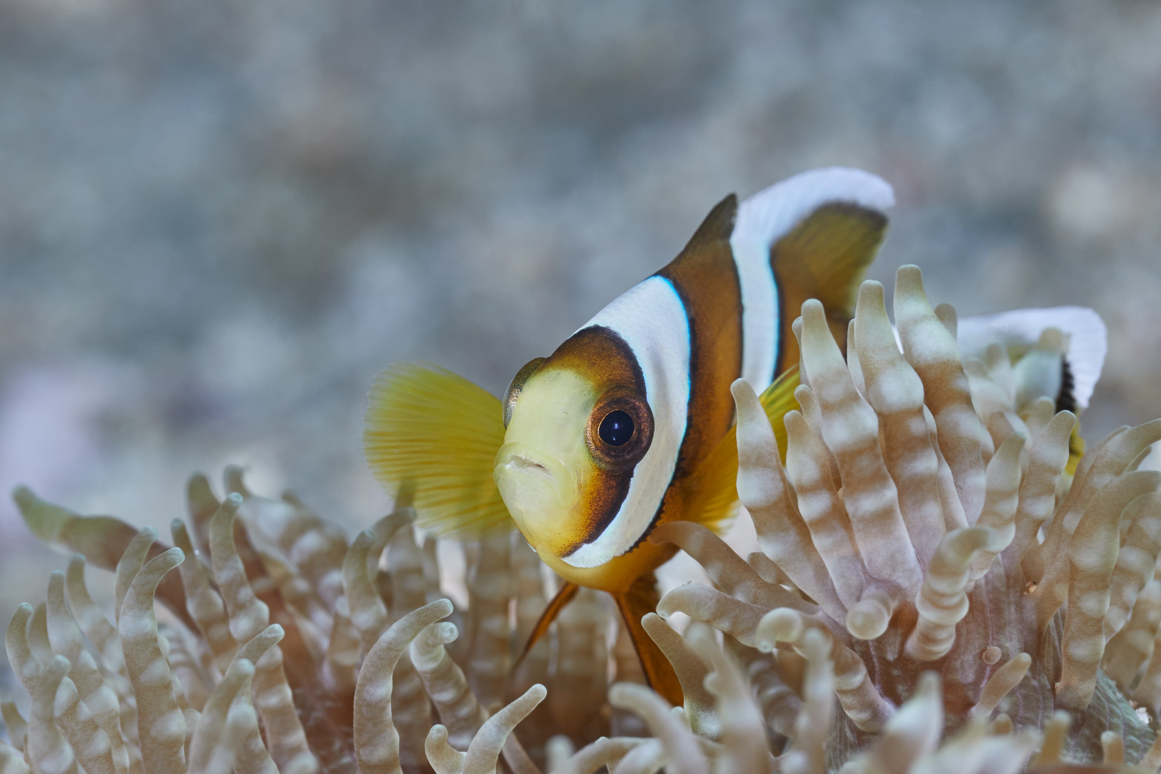 Three-Band Anemonefish (Amphiprion tricinctus) with sea anemone