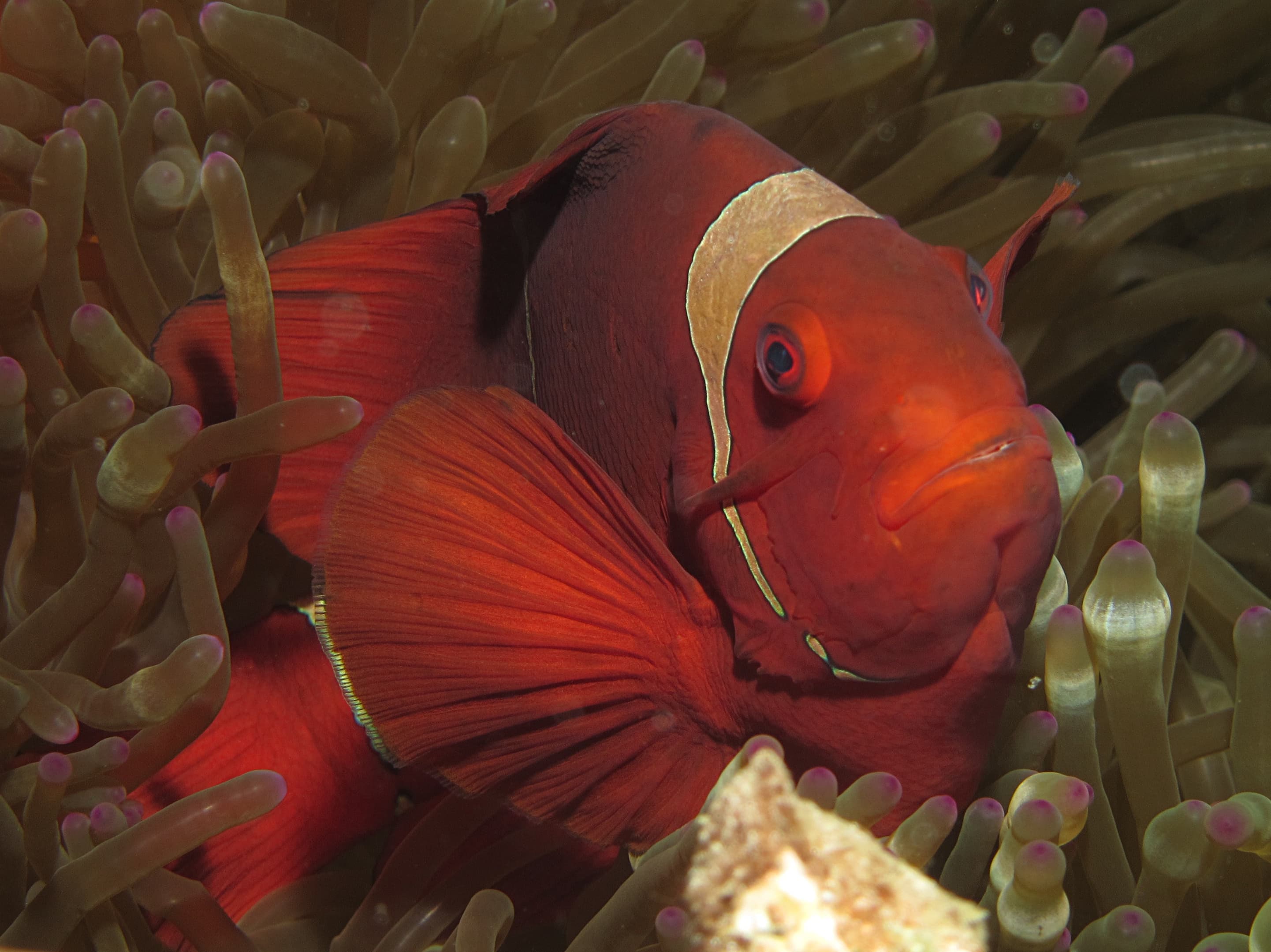 Maroon Clownfish (Premnas biaculeatus)