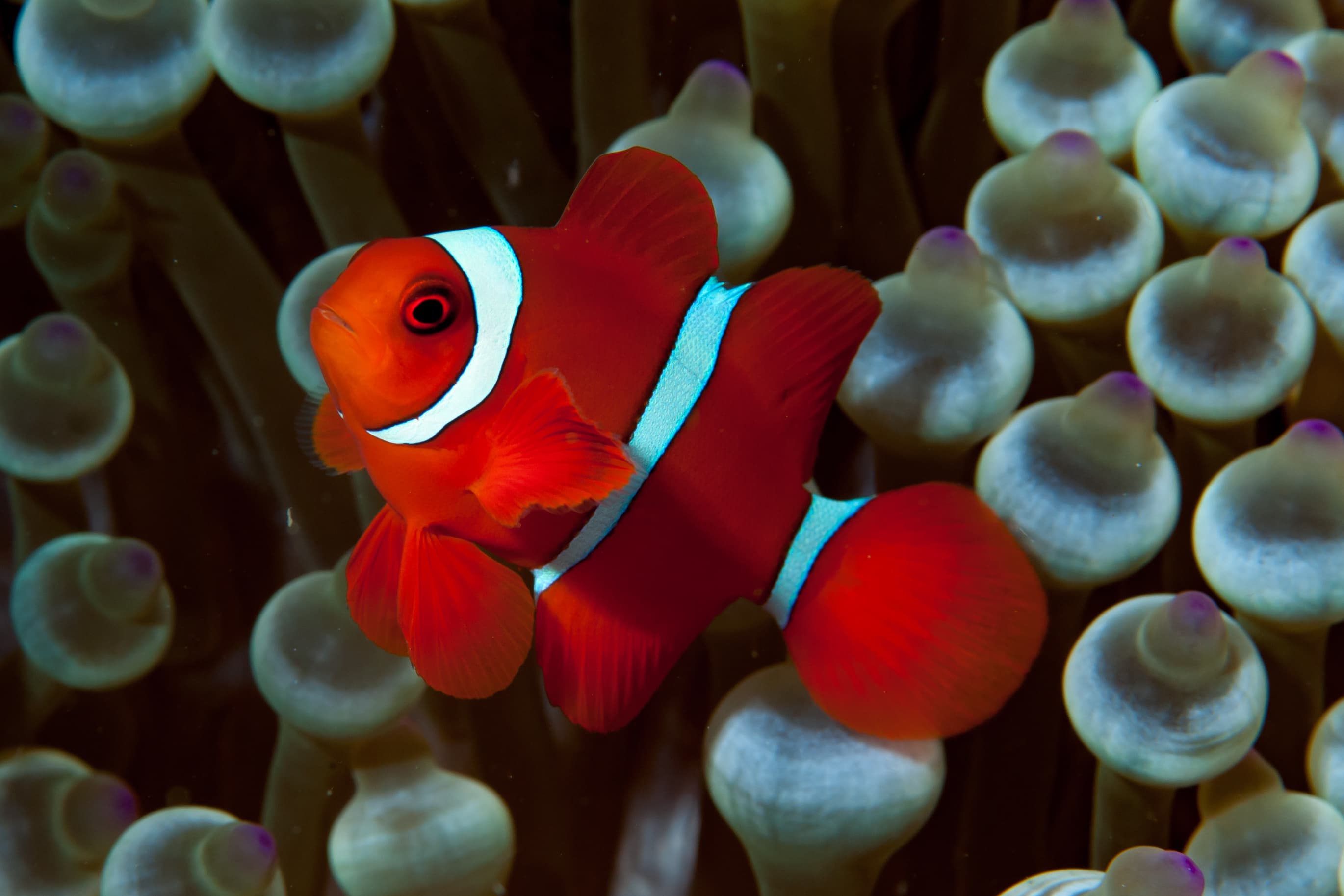 Spinecheek Anemonefish (Premnas biaculeatus)