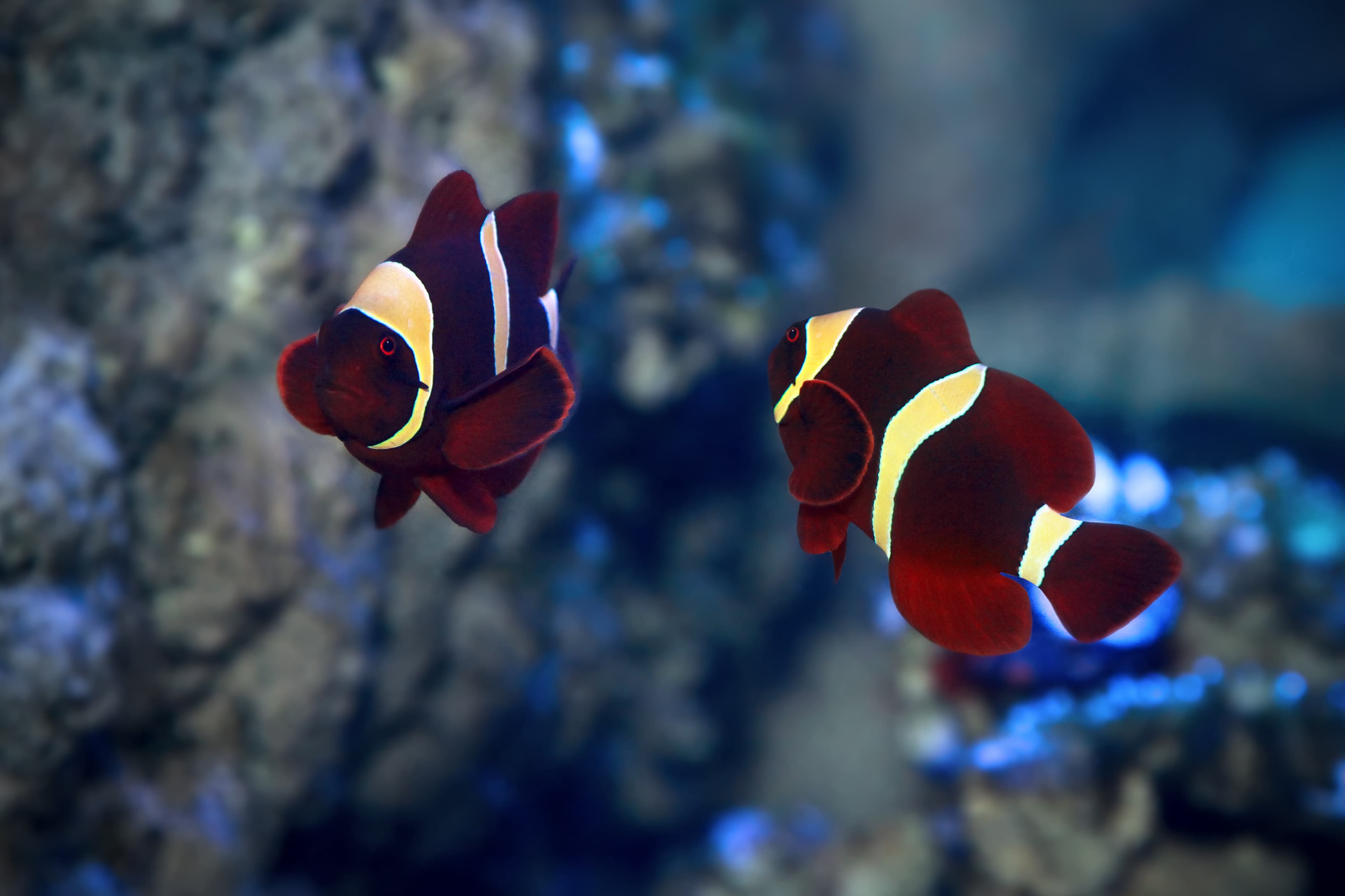 Maroon Clownfish (Premnas biaculeatus)