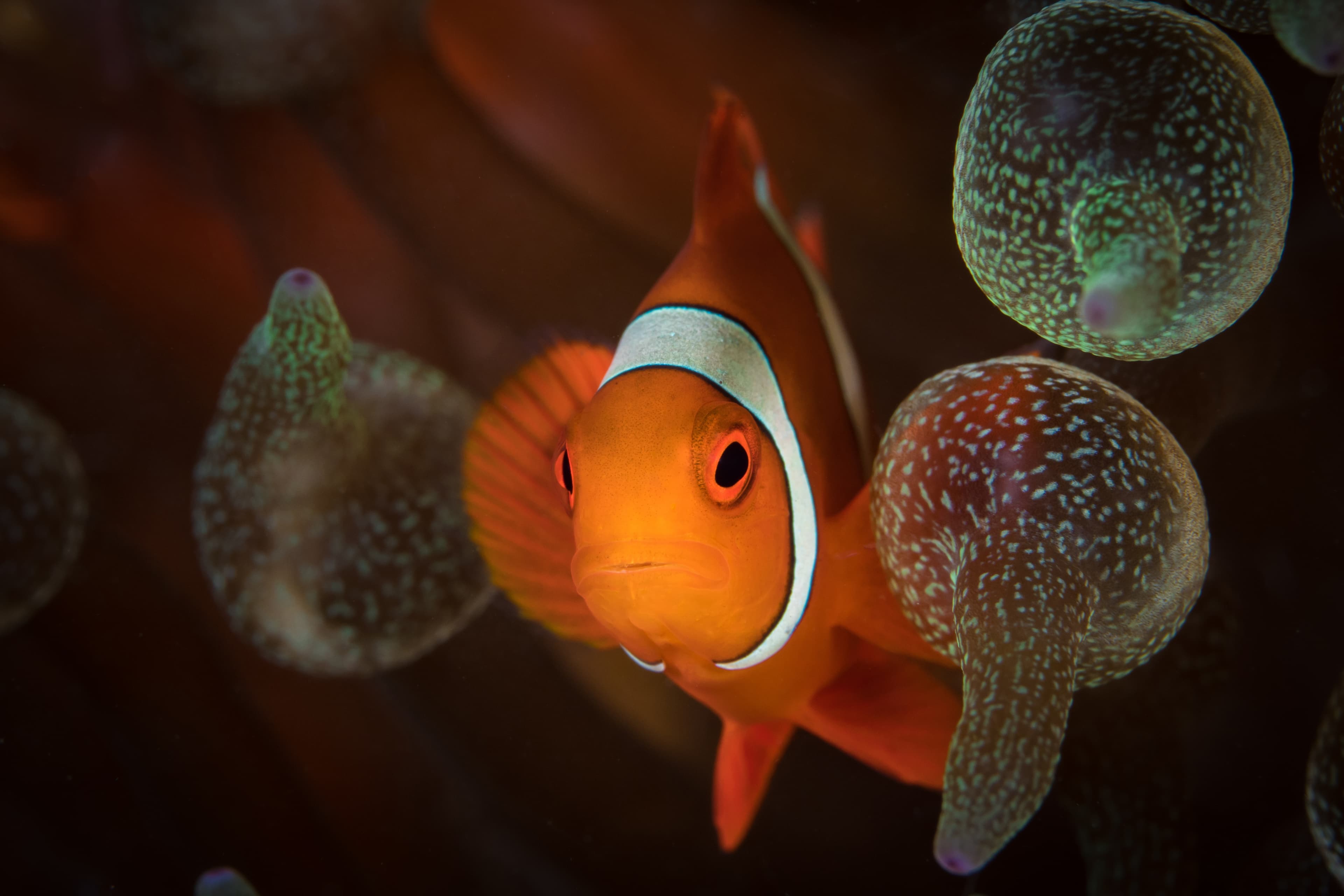 Red Spinecheek Clownfish swimming in front of its anemone