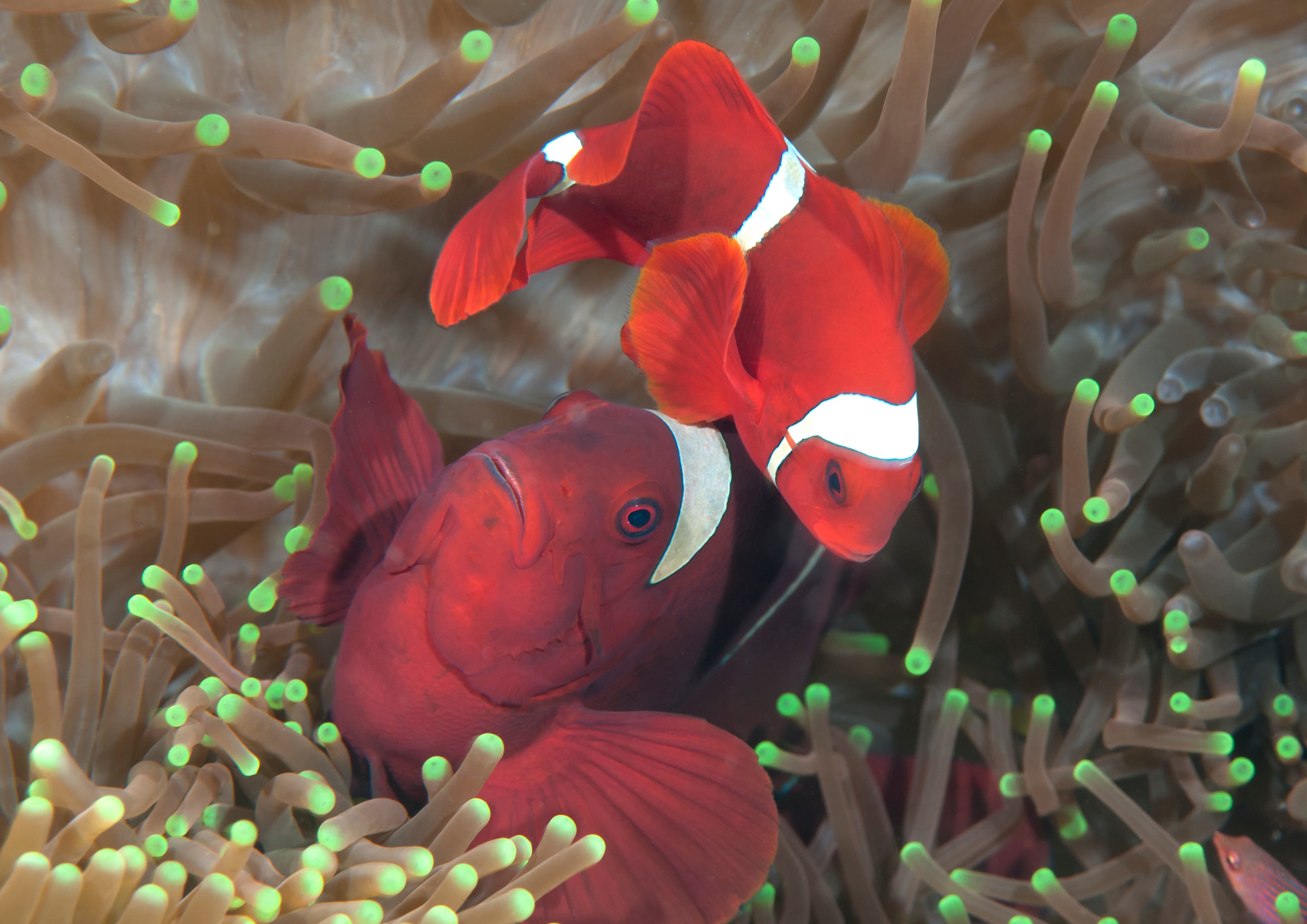 Maroon Clownfish or Spinecheek Anemonefish (Premnas biaculeatus) couple, the female is largest