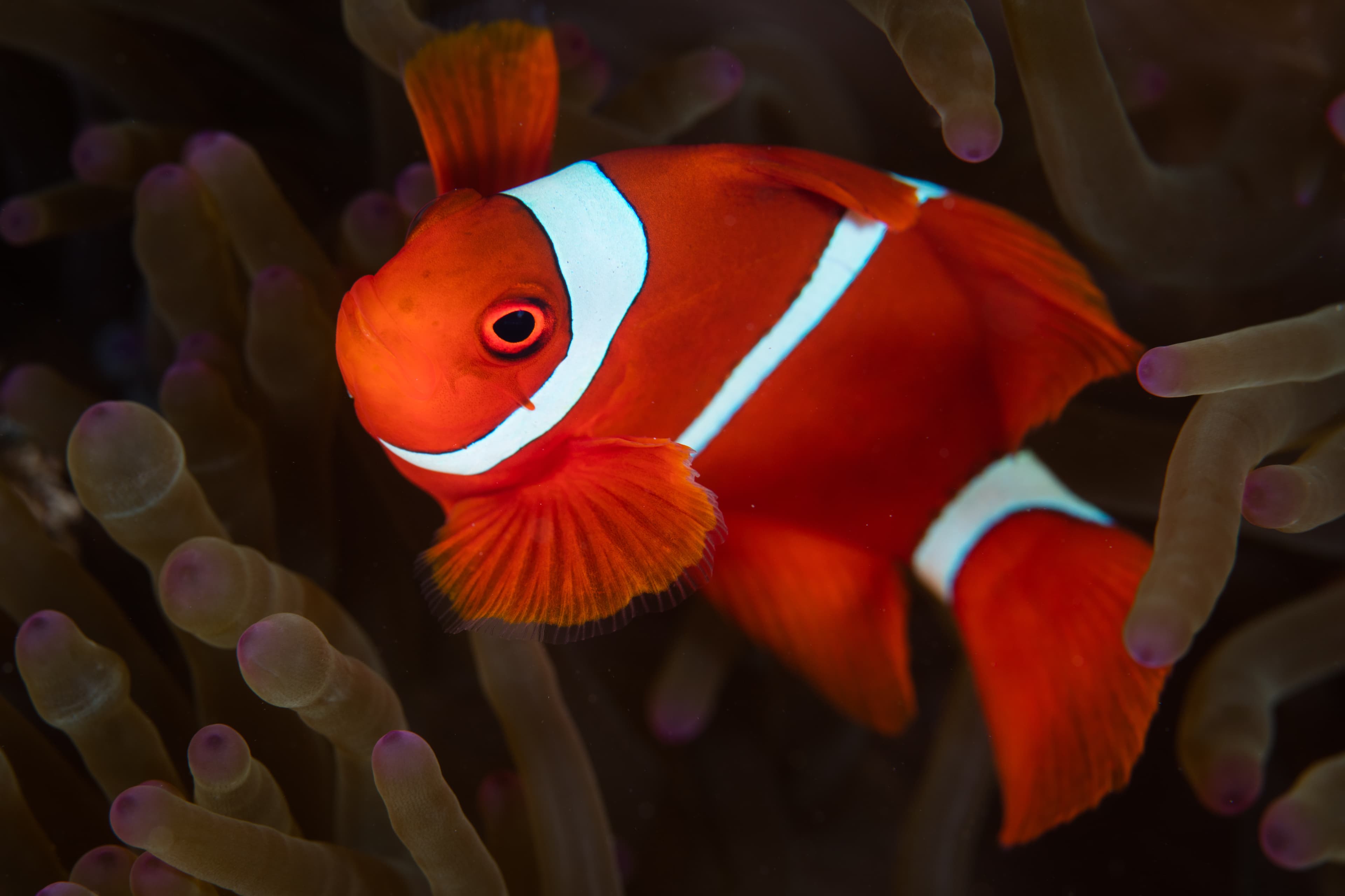 Spinecheek Anemonefish (Premnas biaculeatus) swimming among the tentacles of its host anemone in Lembeh Strait, Indonesia