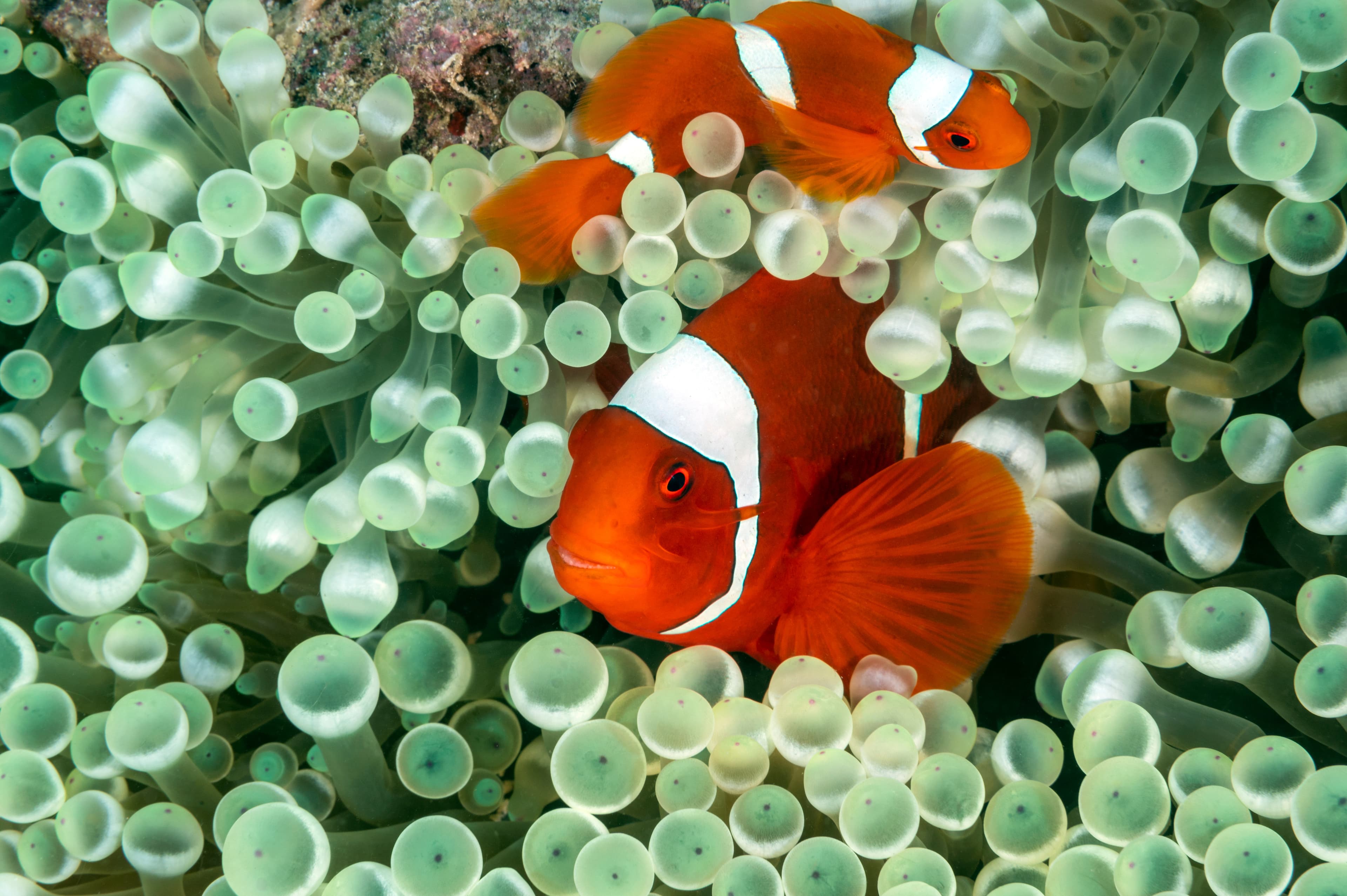 Spinecheek Anemonefish (Premnas biaculeatus) in a Bubble Tip Anemone (Entacmaea quadricolor), Raja Ampat Indonesia