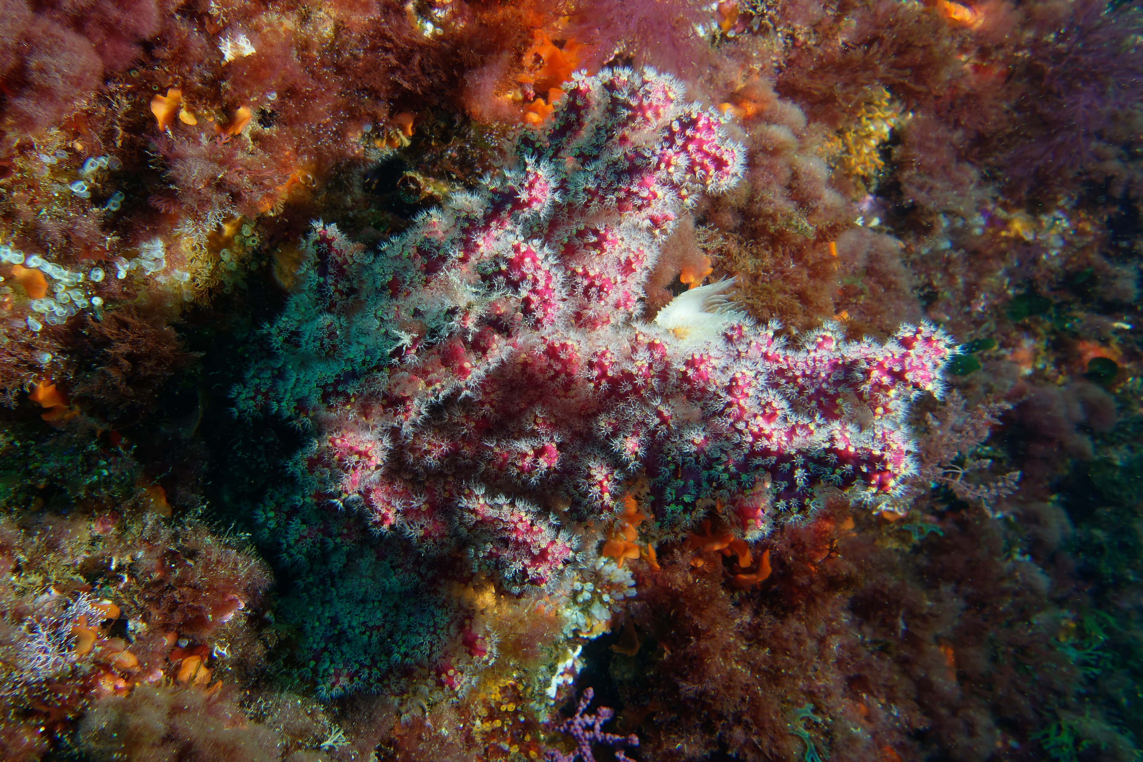 Dead Man's Fingers (Alcyonium sp.) in the Mediterranean Sea