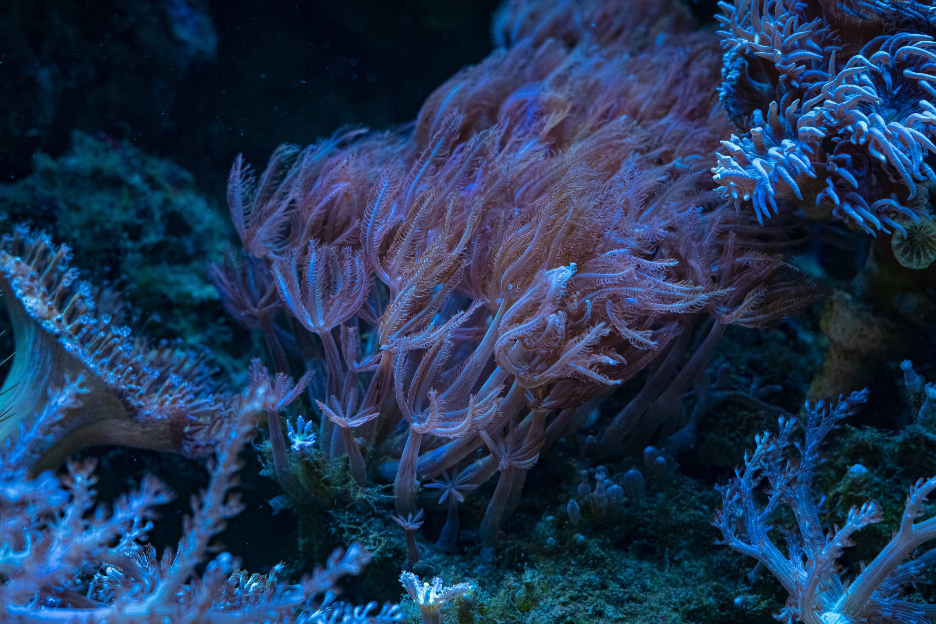 Waving Hand Coral (Anthelia) colony