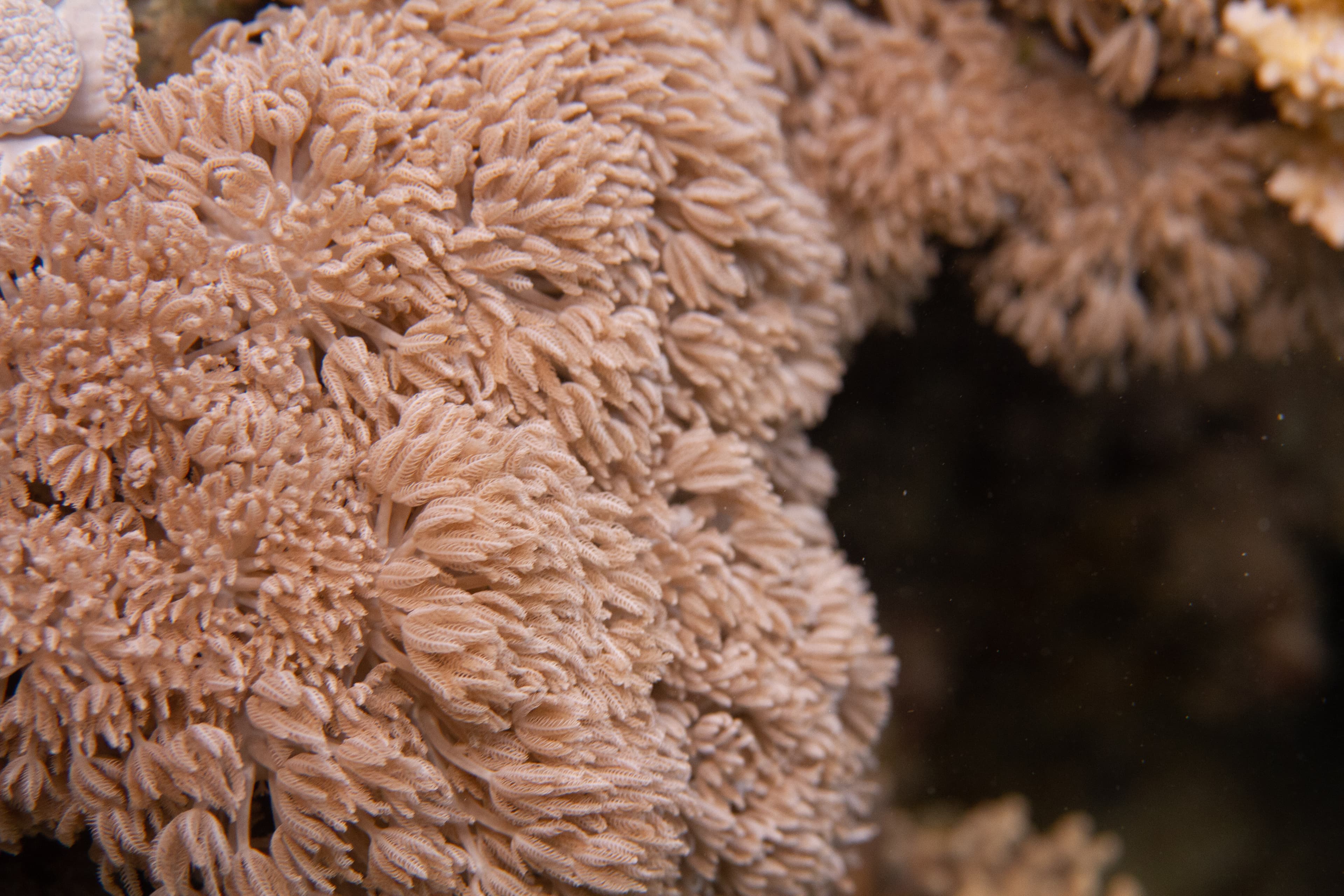 Waving Hand Coral (Anthelia) colony in the Red Sea