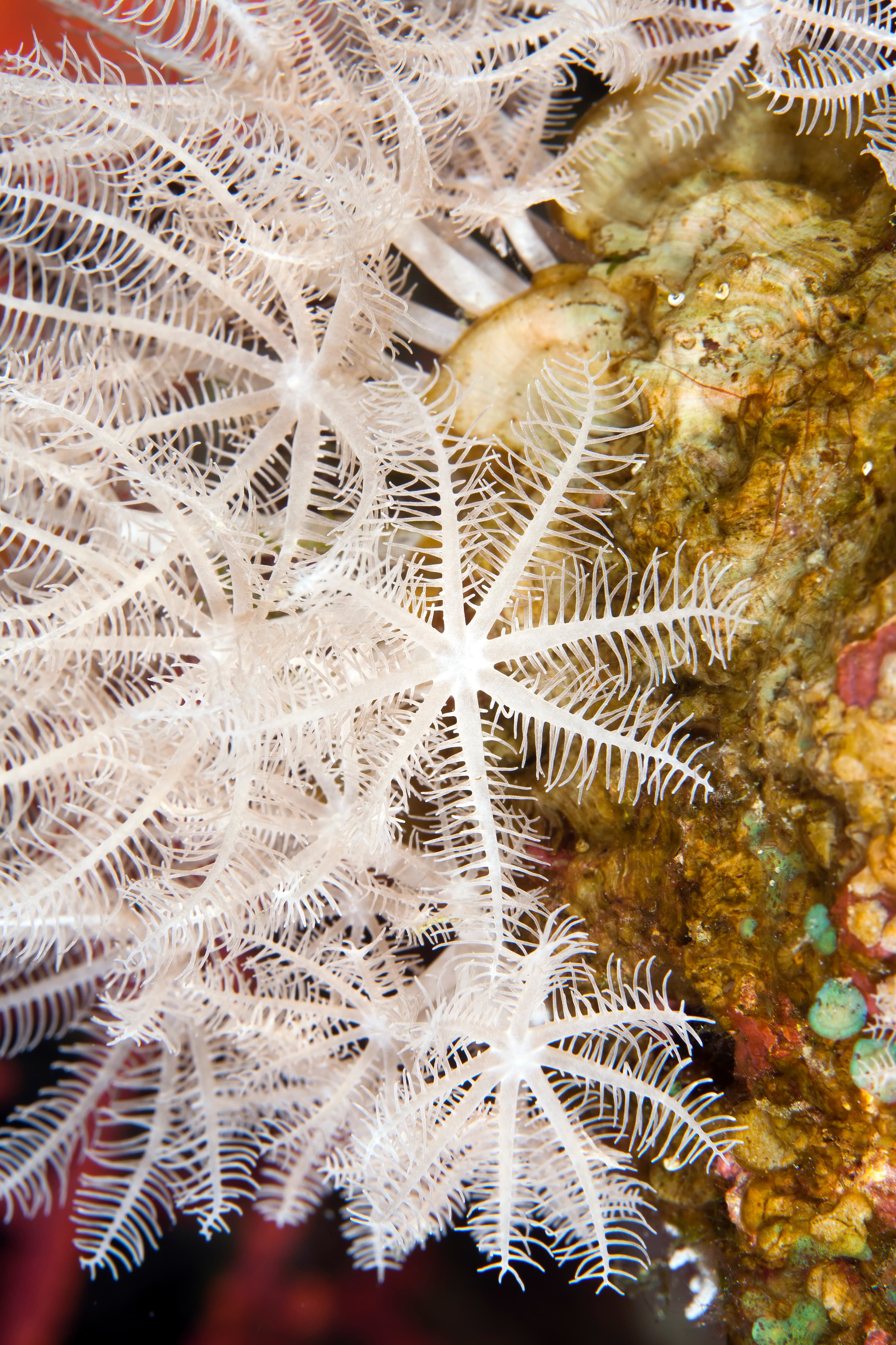 Waving Hand Coral (anthelia glauca)