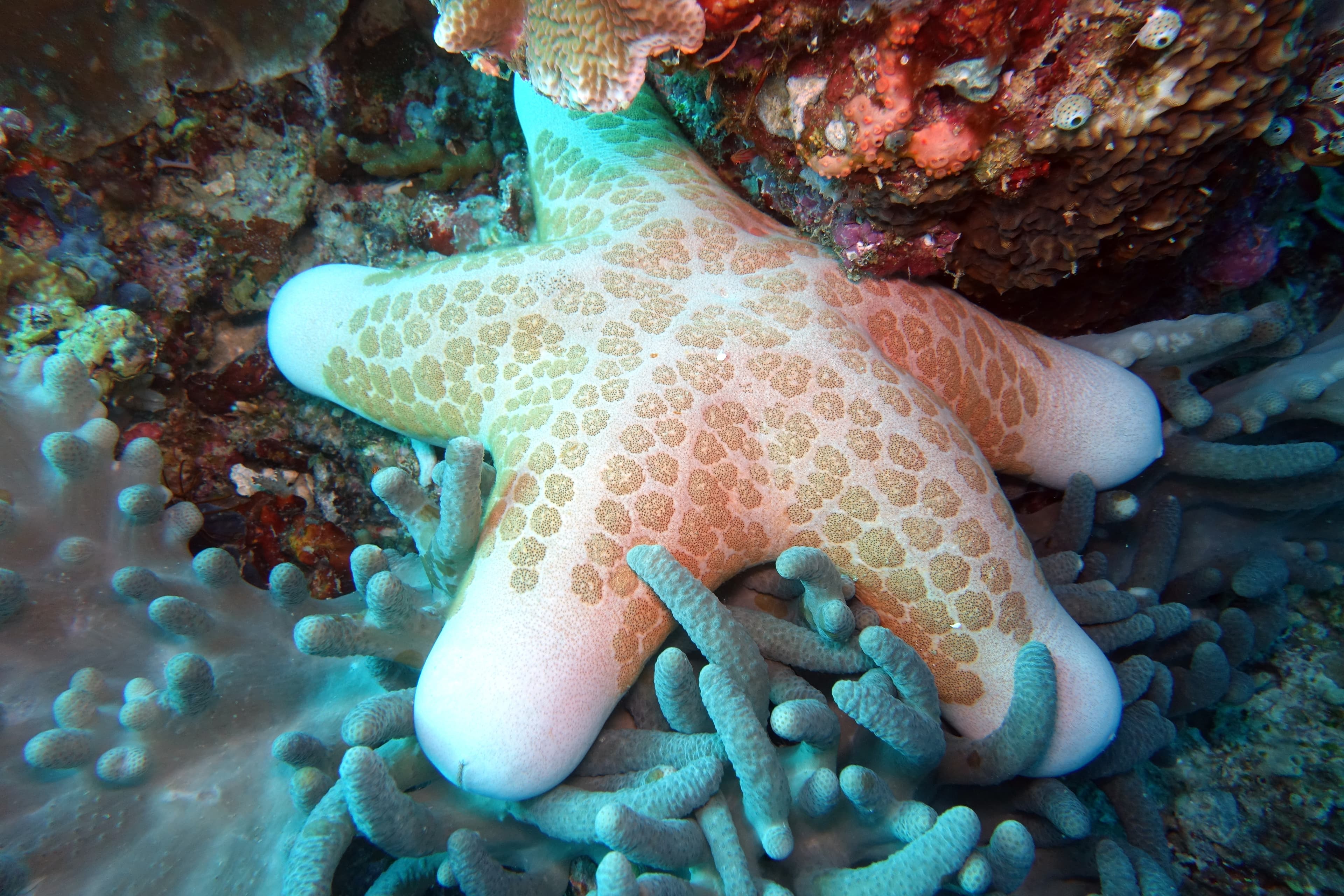 Granulated Sea Star (Choriaster granulatus)