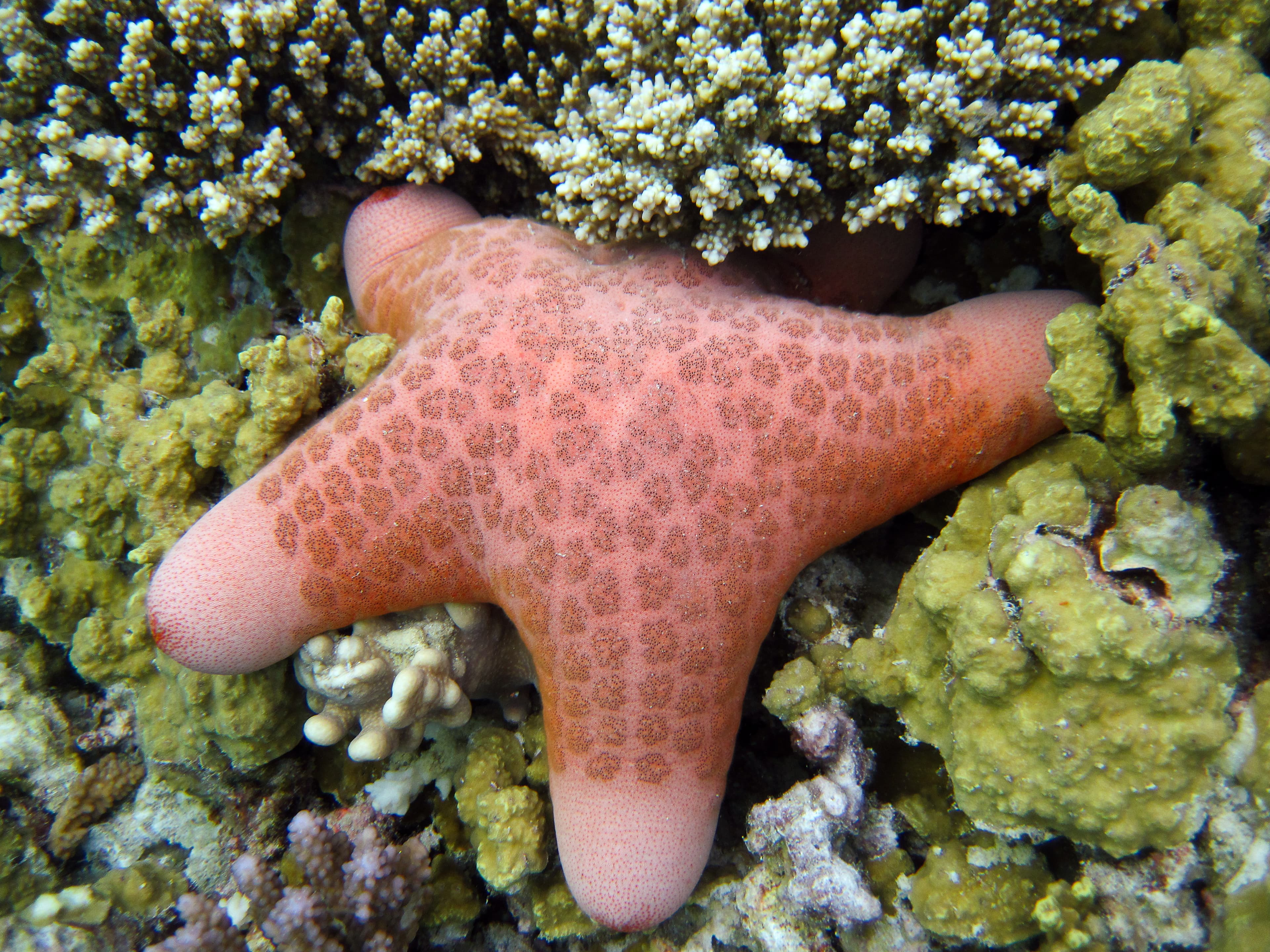 Granulated Sea Star (Choriaster granulatus)