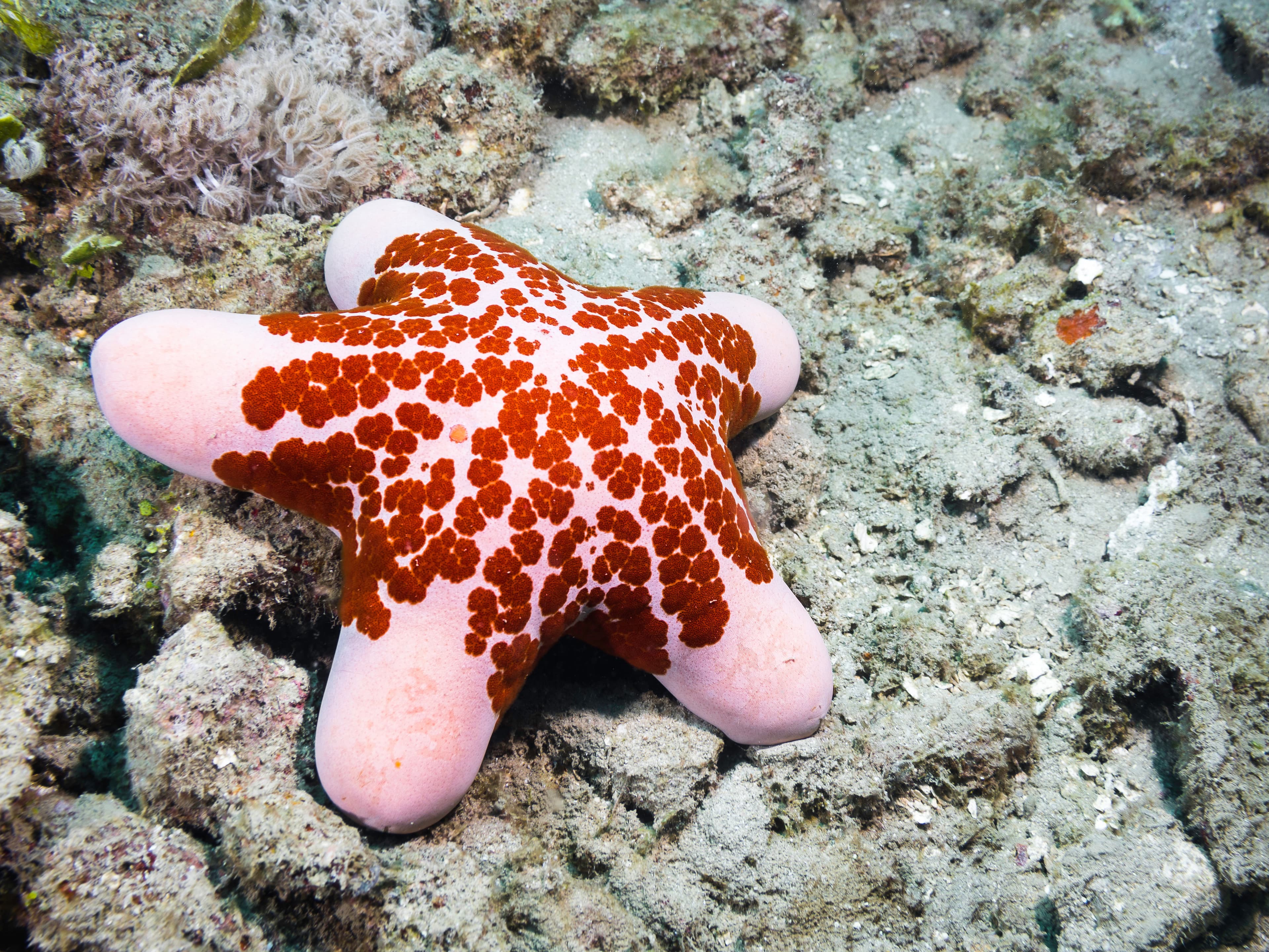 A vibrant pink and red colored Granulated Sea Star (Choriaster granulatus) on the bottom of the sea